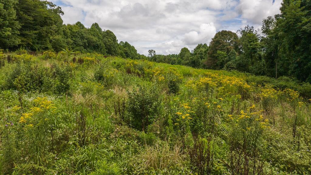 Football Ln, Laurel Fork, Virginia image 6