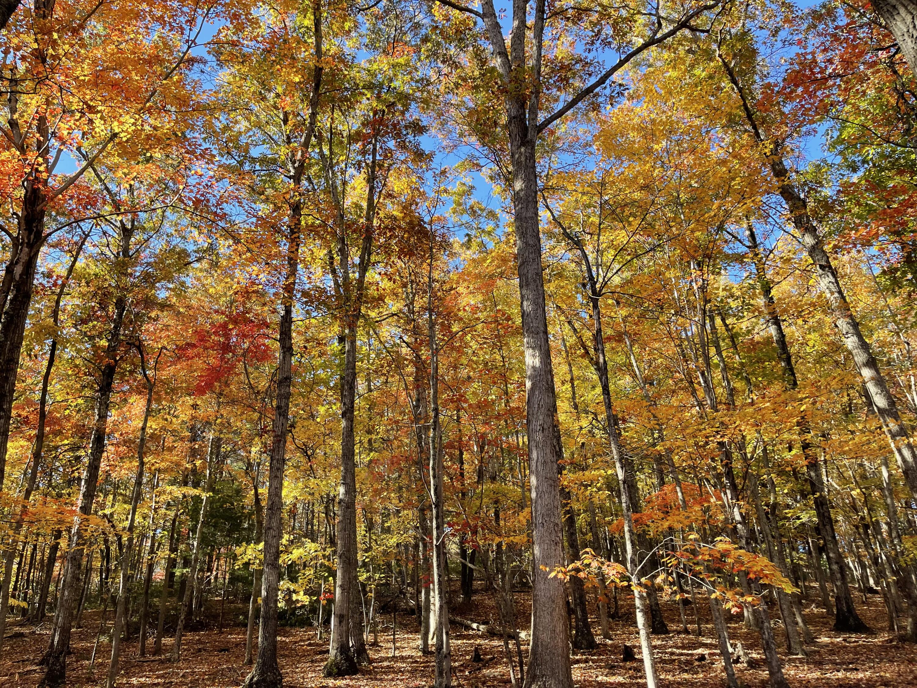 Robinson Tract Rd, Pulaski, Virginia image 18