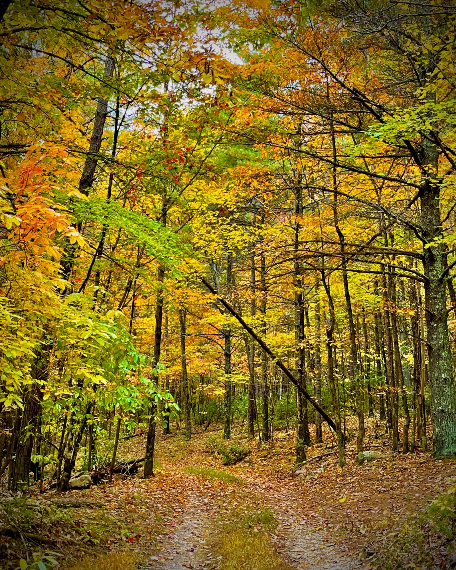 Robinson Tract Rd, Pulaski, Virginia image 17