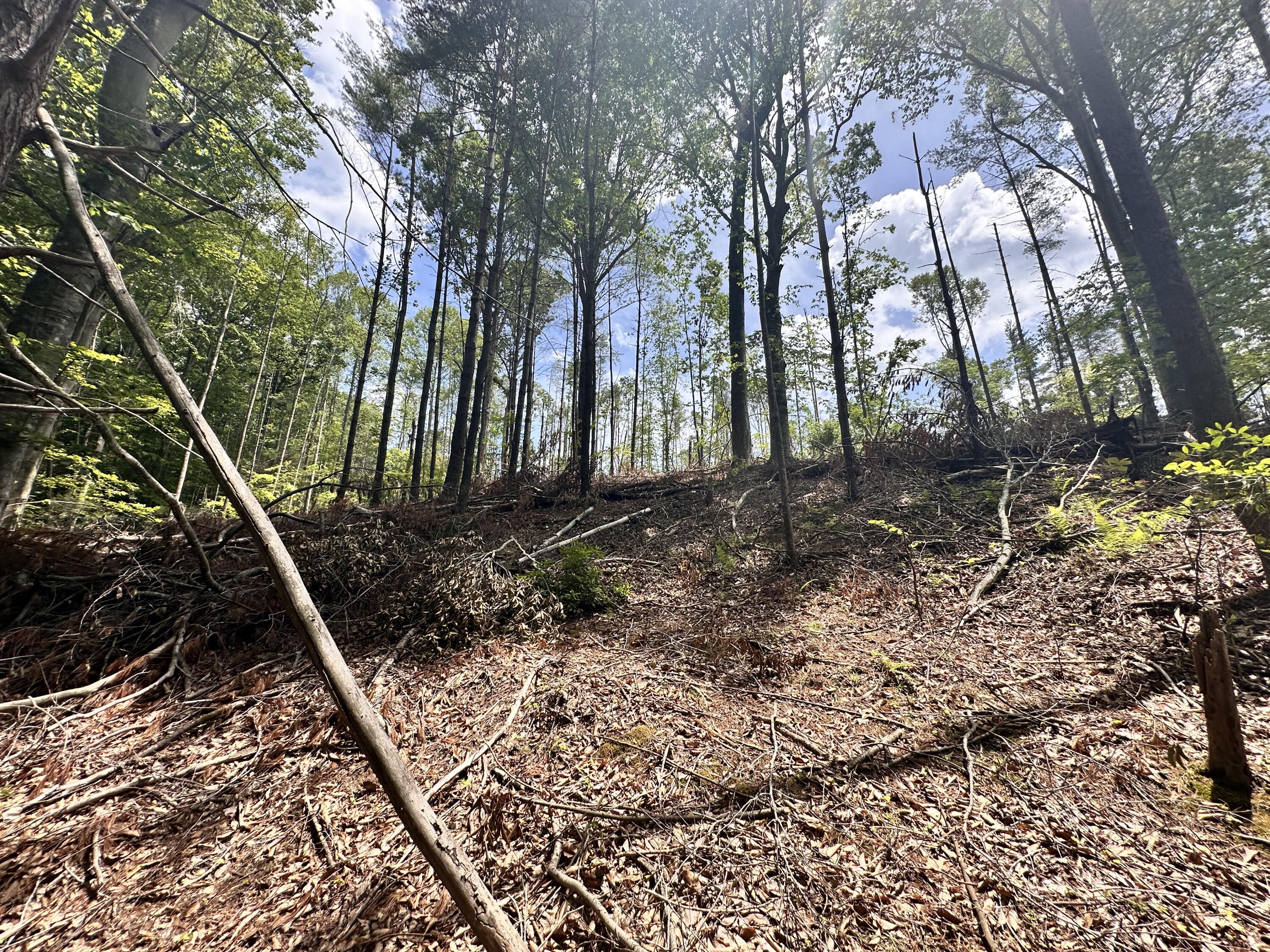 Hickory Dr, Goodview, Virginia image 16