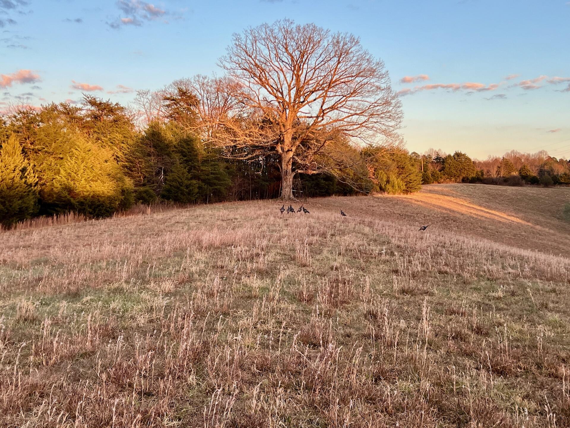 2743 Johnson School Rd, Thaxton, Virginia image 4