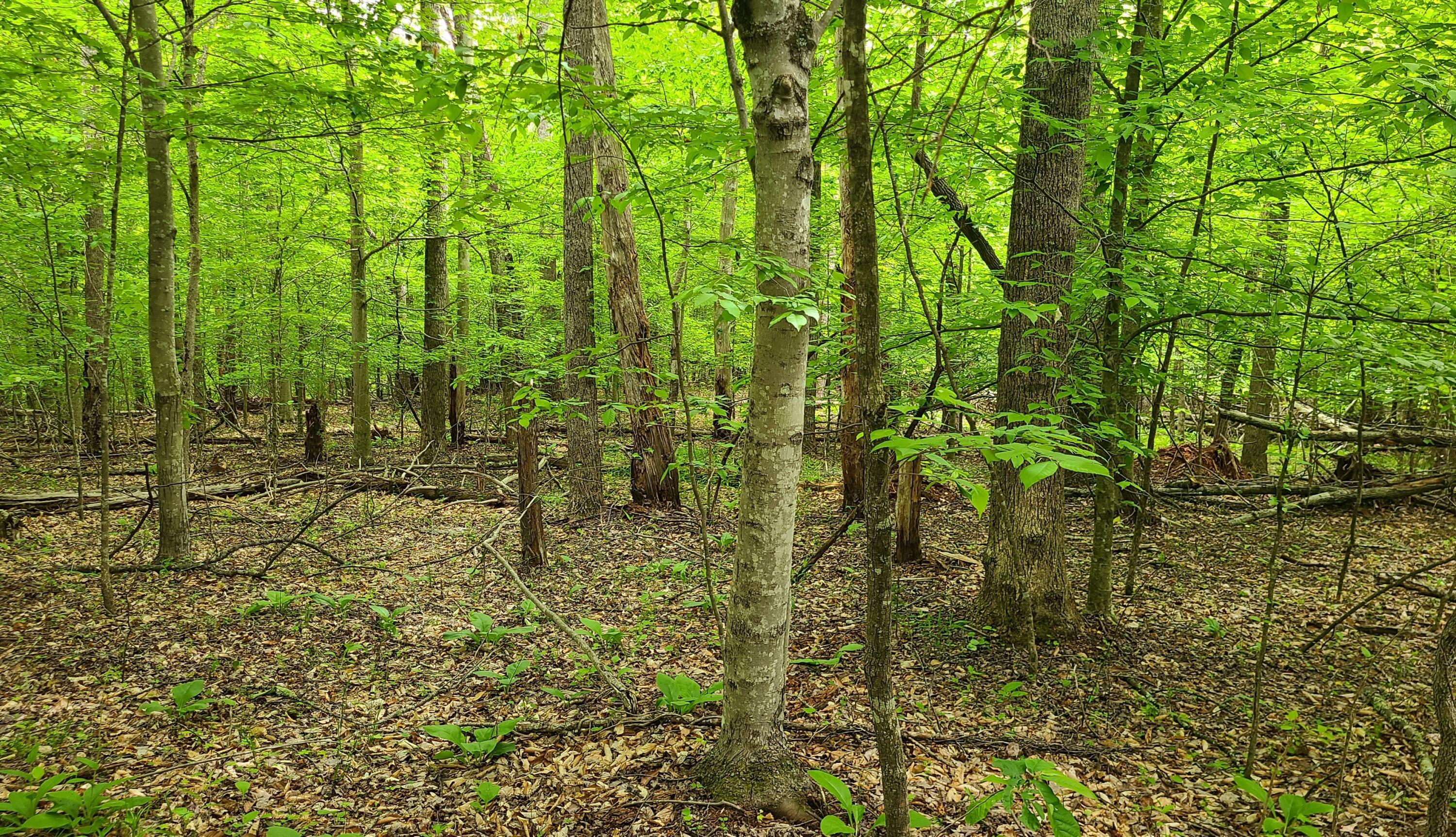 Lot 23 Moss Meadows Dr, Pittsville, Virginia image 10