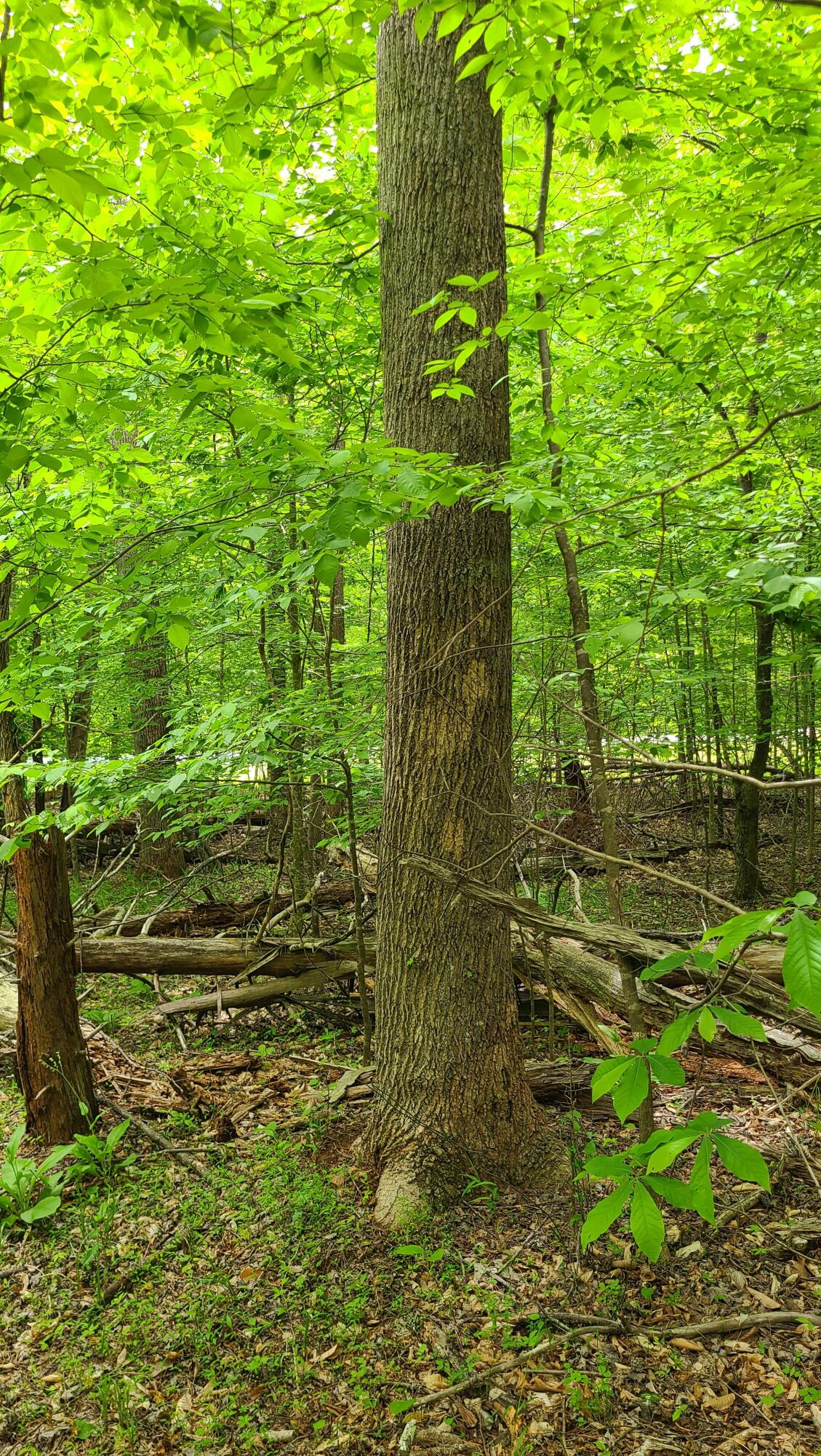 Lot 23 Moss Meadows Dr, Pittsville, Virginia image 15