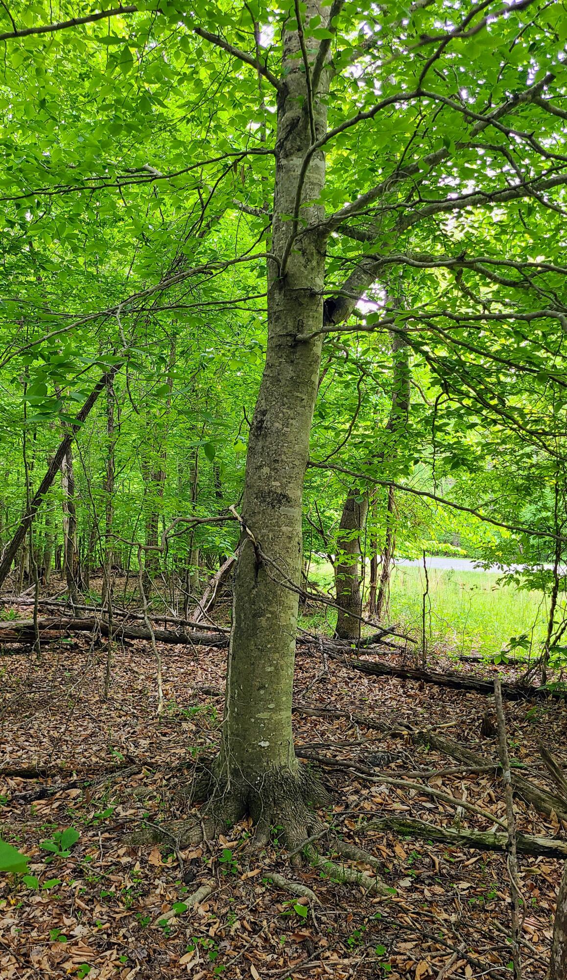 Lot 23 Moss Meadows Dr, Pittsville, Virginia image 17