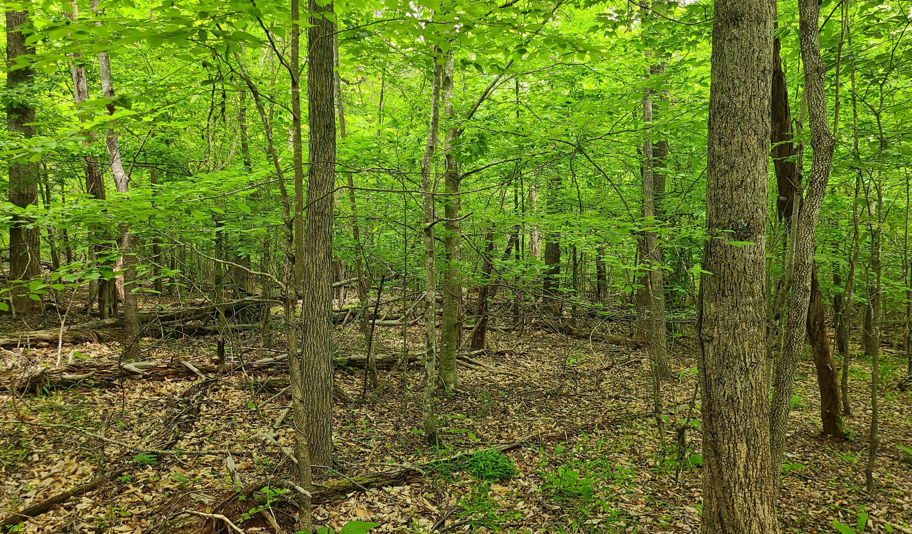 Lot 23 Moss Meadows Dr, Pittsville, Virginia image 9