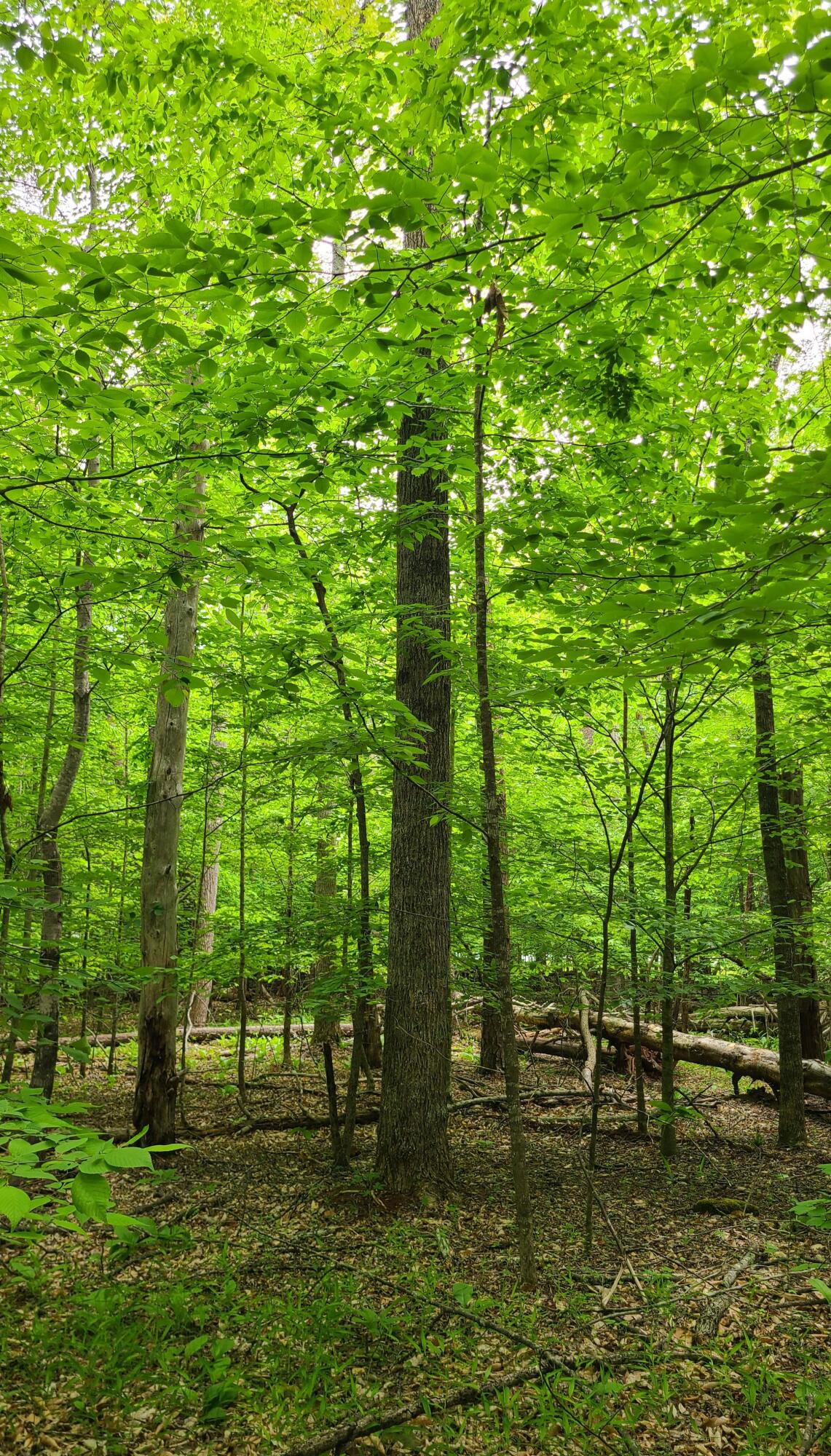 Lot 23 Moss Meadows Dr, Pittsville, Virginia image 11