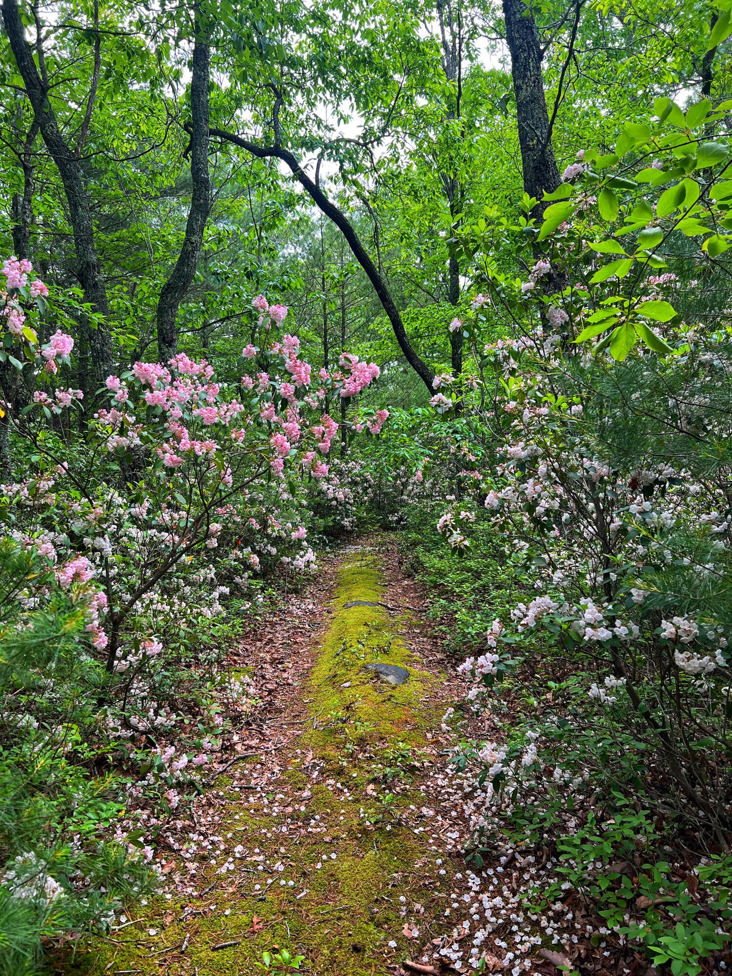 Robinson Tract Rd, Pulaski, Virginia image 34
