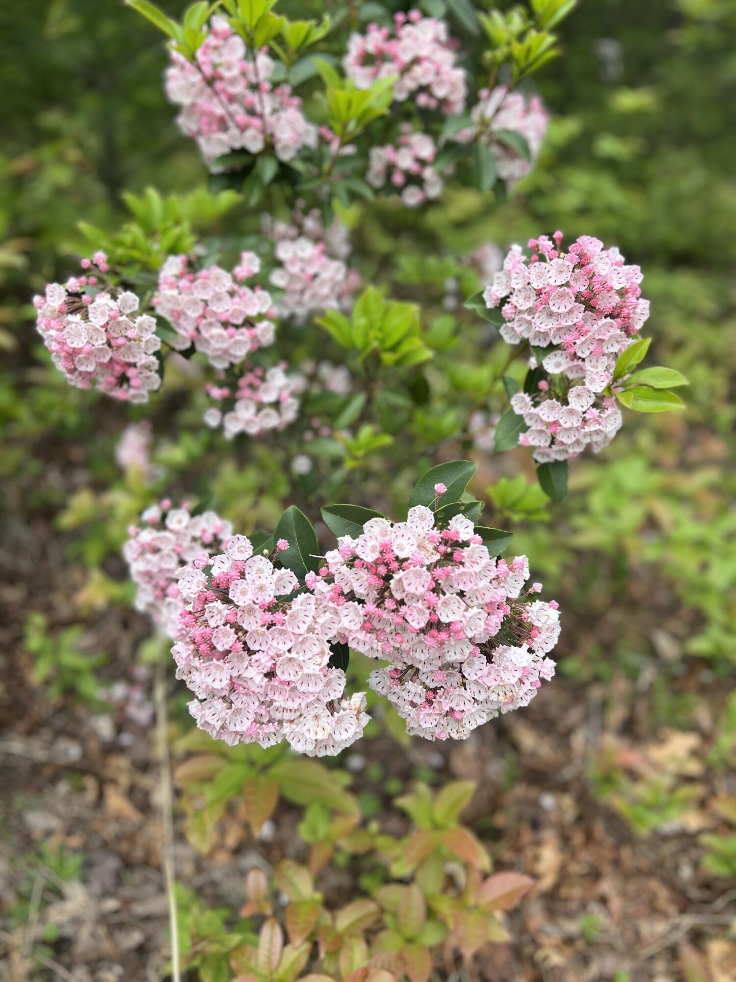 Robinson Tract Rd, Pulaski, Virginia image 31