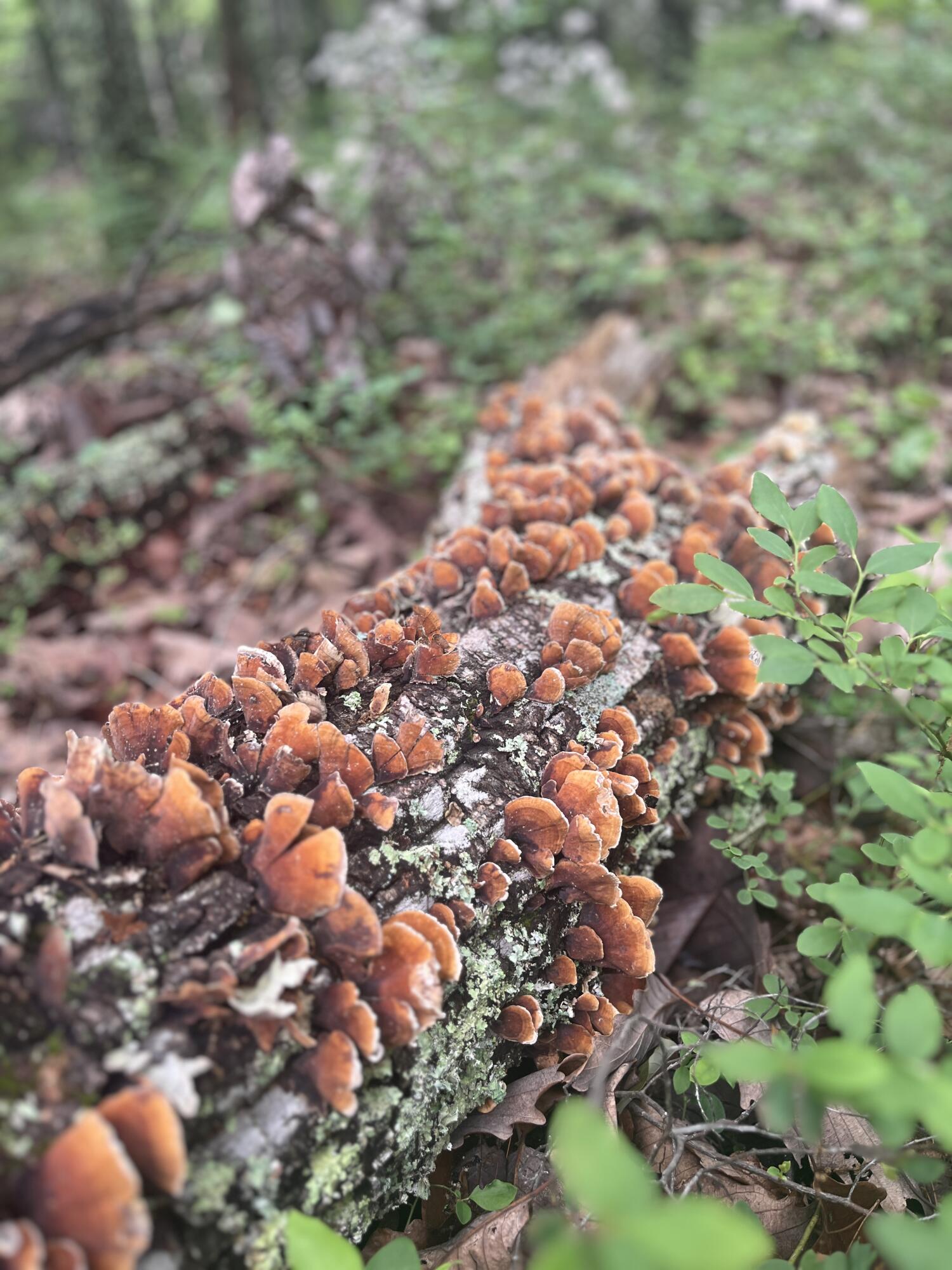 Robinson Tract Rd, Pulaski, Virginia image 33