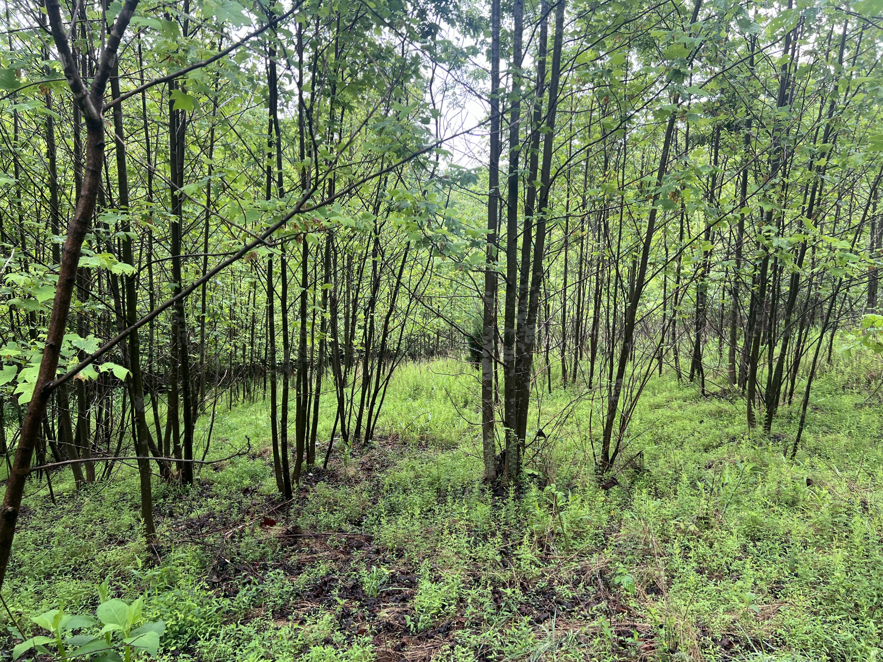 Nemmo Rd, Vinton, Virginia image 17