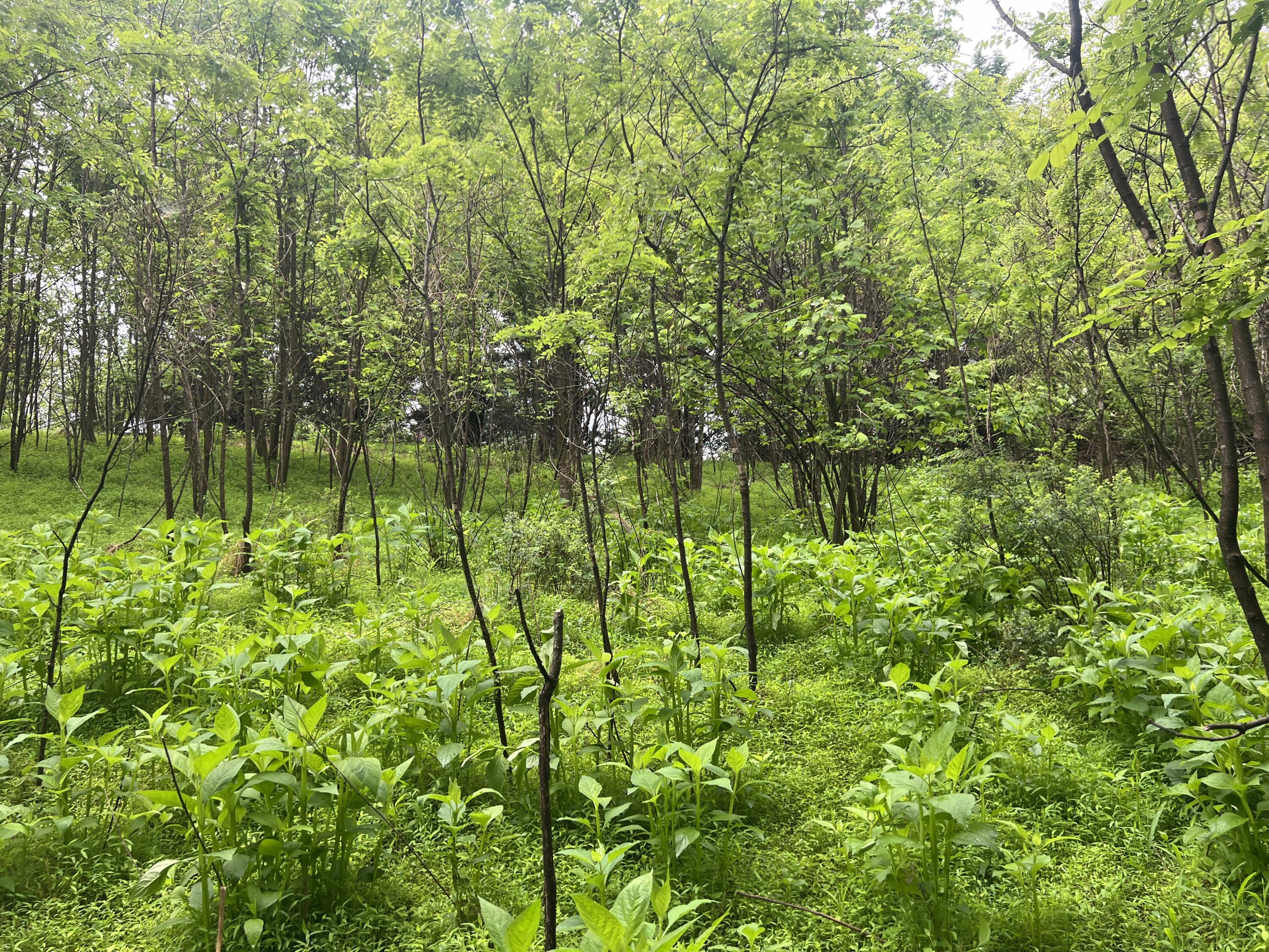 Nemmo Rd, Vinton, Virginia image 12