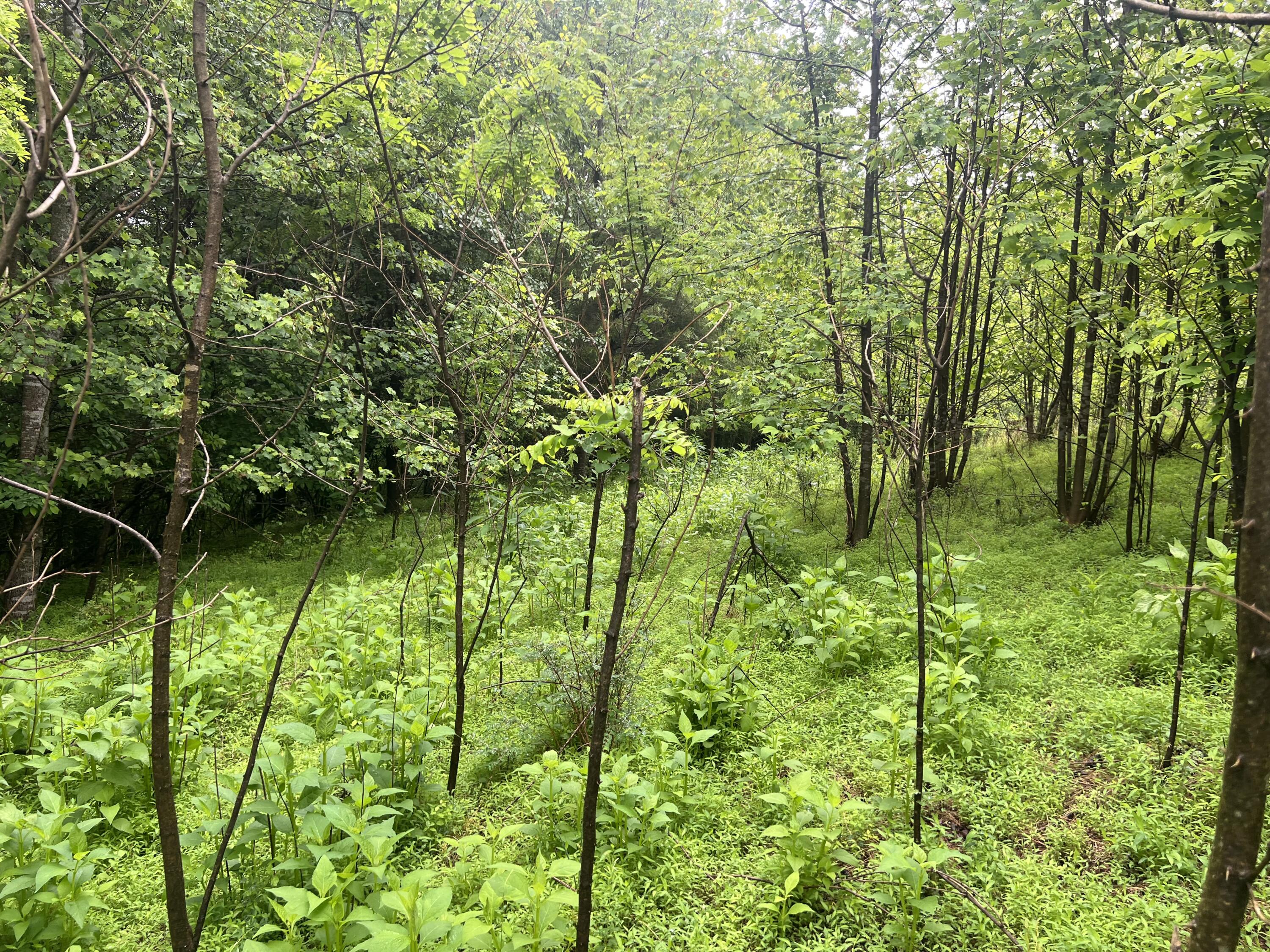Nemmo Rd, Vinton, Virginia image 15