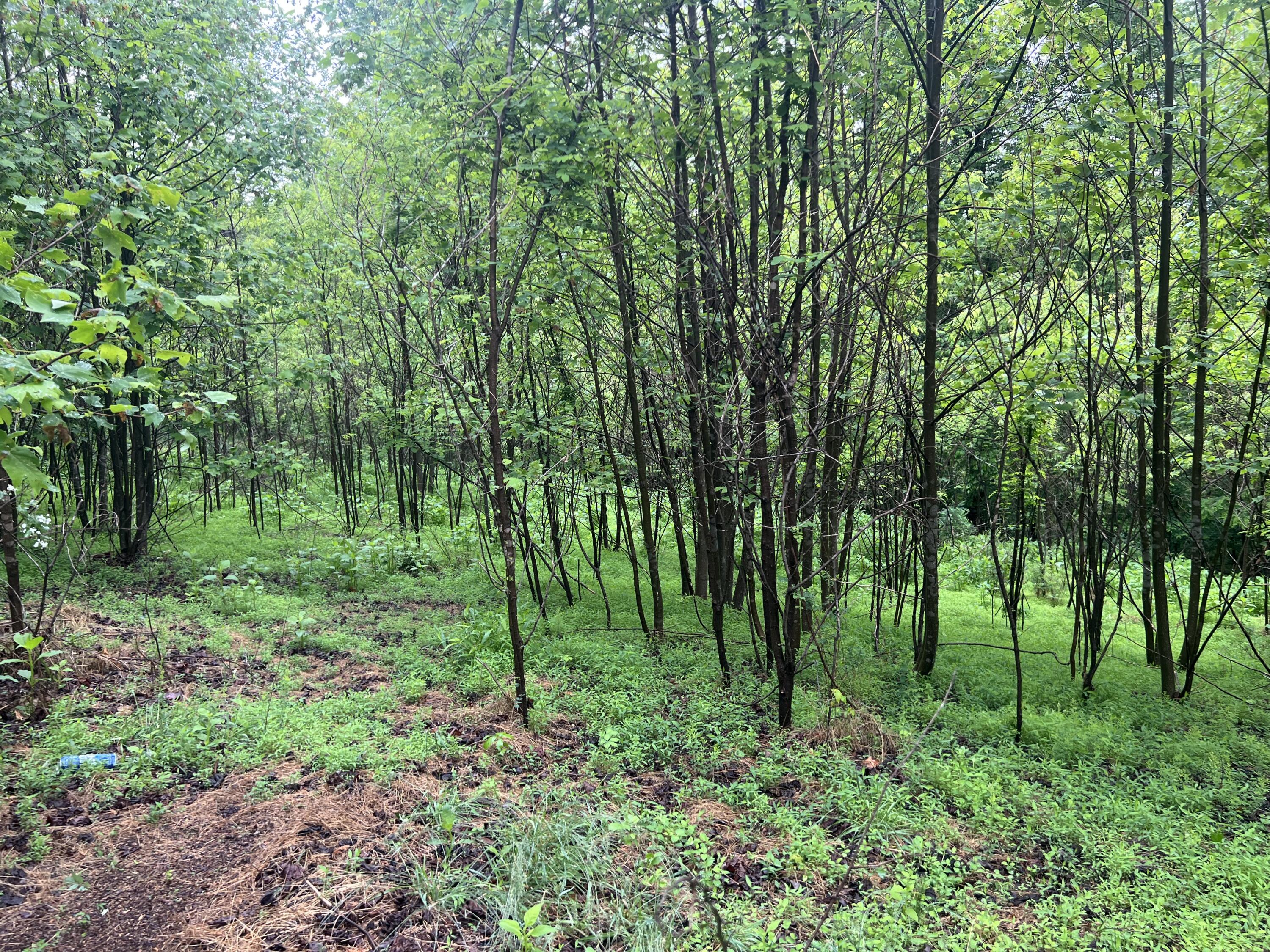 Nemmo Rd, Vinton, Virginia image 18
