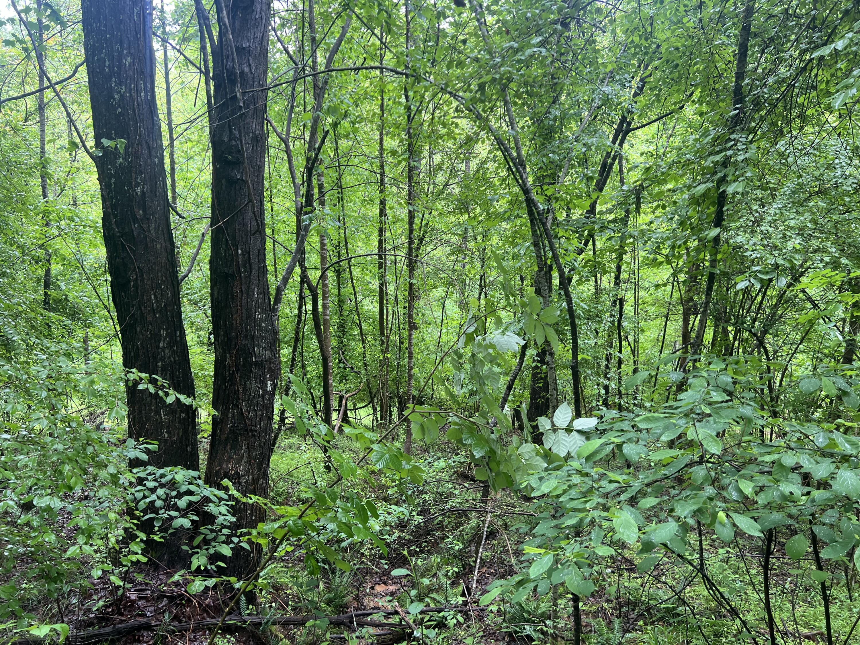 Nemmo Rd, Vinton, Virginia image 10