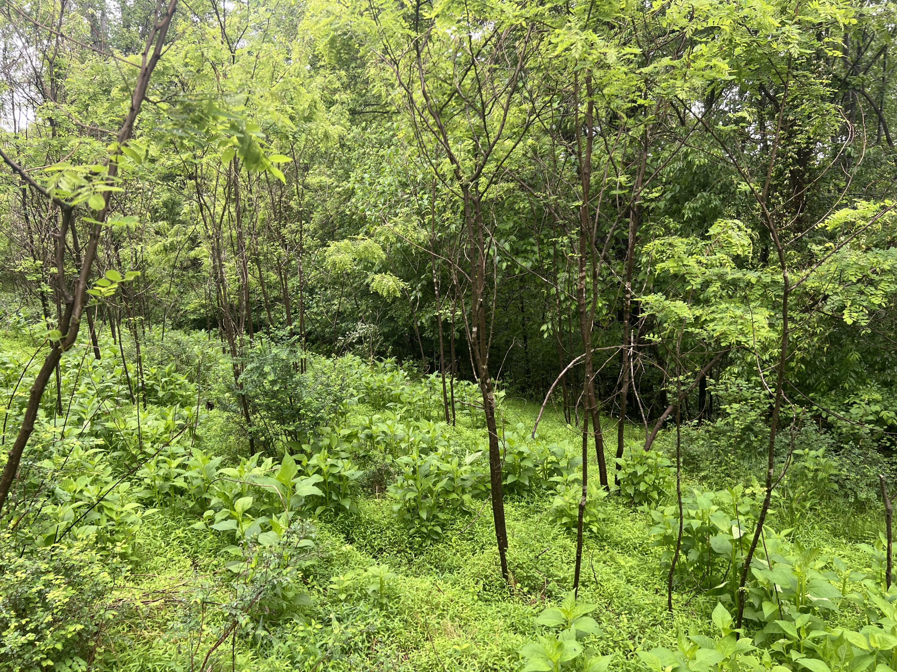 Nemmo Rd, Vinton, Virginia image 14