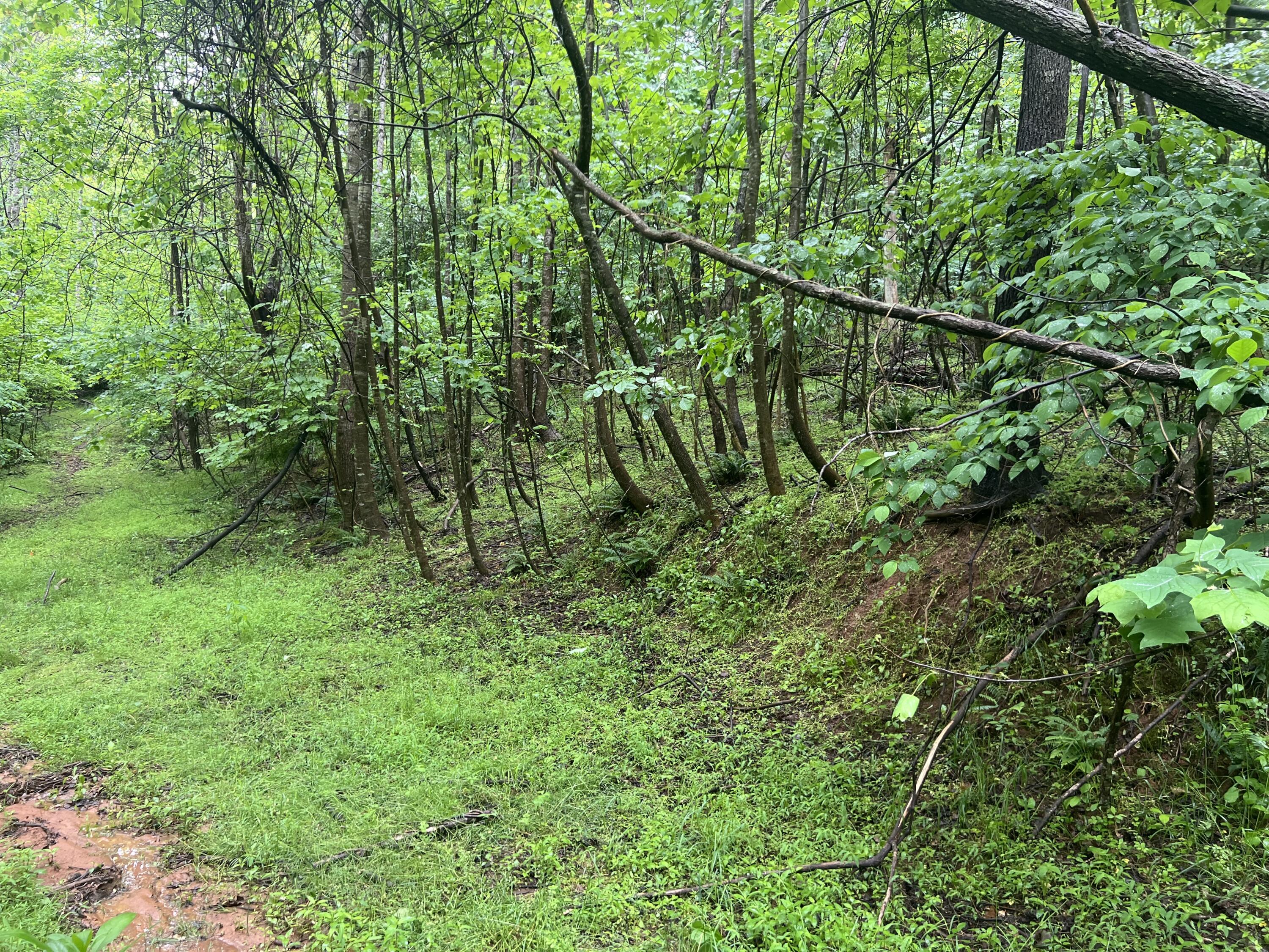 Nemmo Rd, Vinton, Virginia image 8