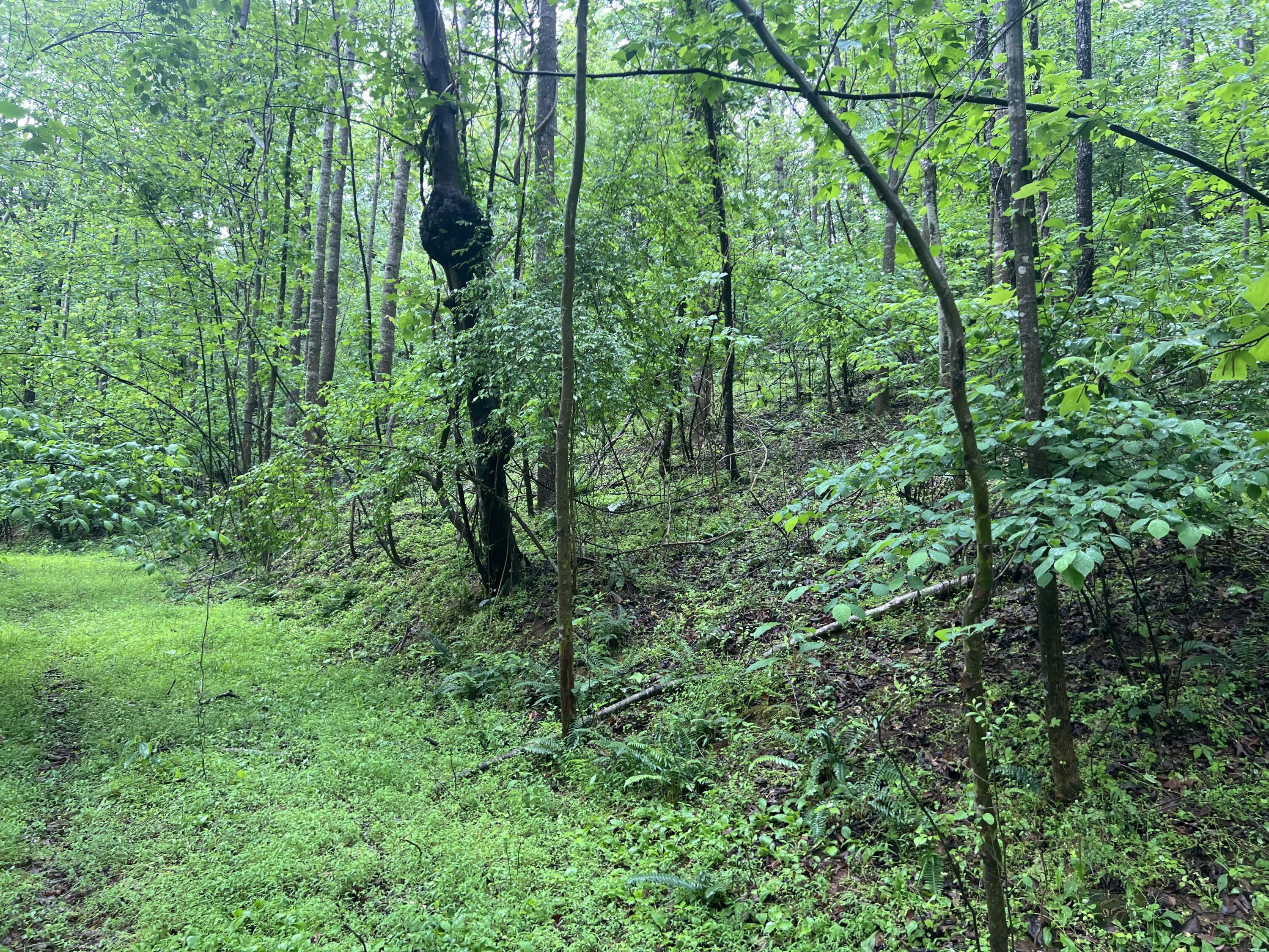 Nemmo Rd, Vinton, Virginia image 6