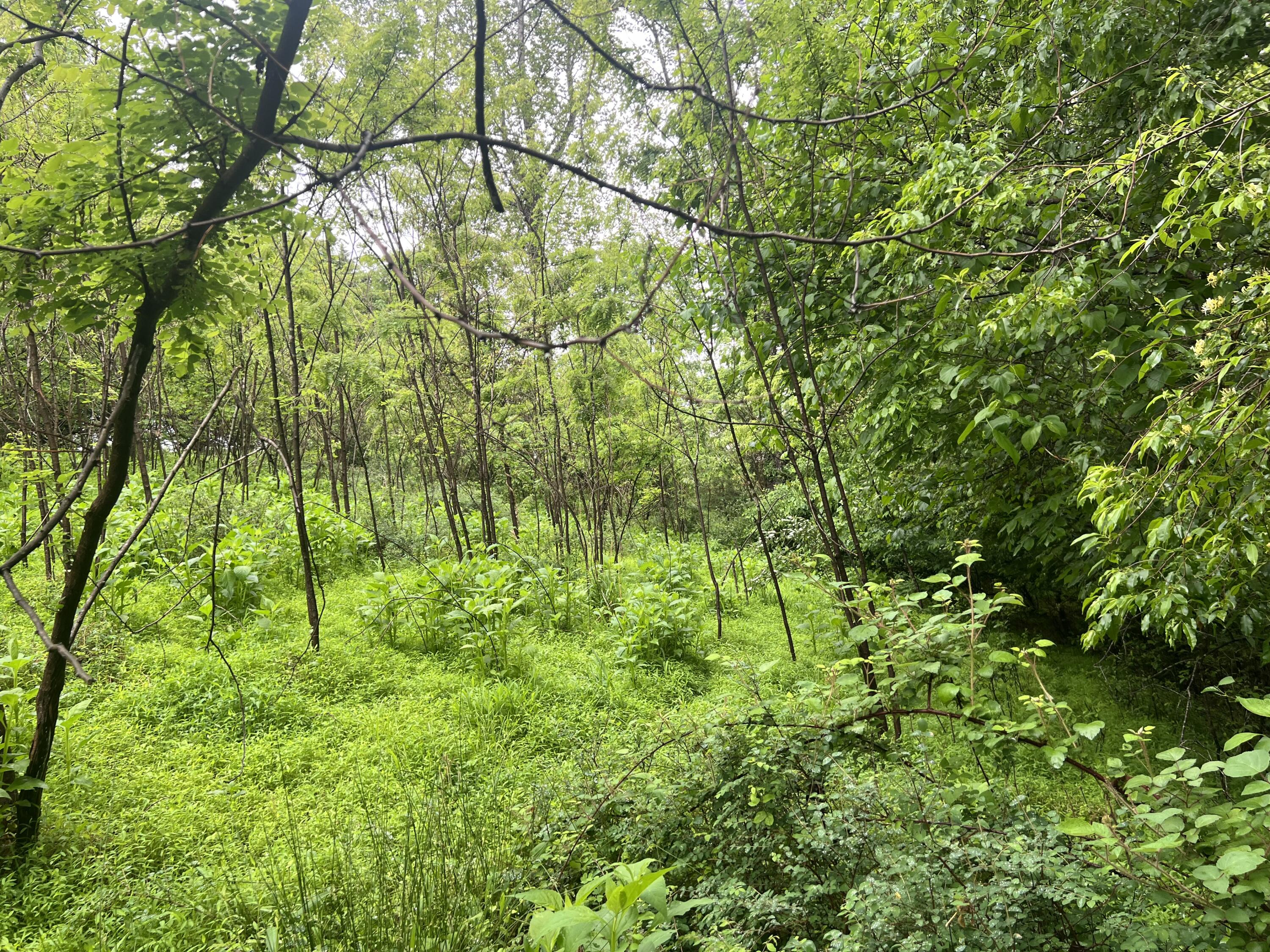 Nemmo Rd, Vinton, Virginia image 13