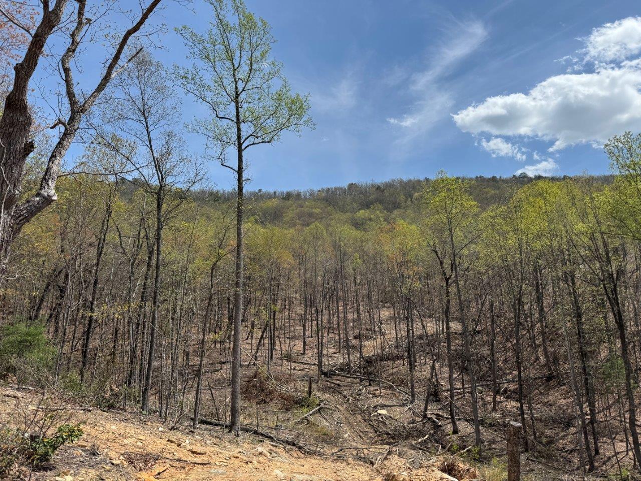 1630 Taylor Tyree Rd, Rocky Mount, Virginia image 28