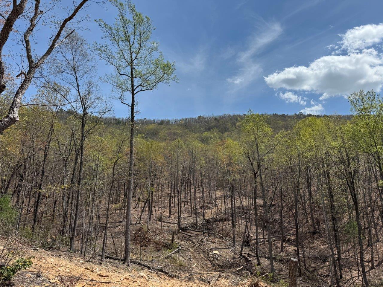 1630 Taylor Tyree Rd, Rocky Mount, Virginia image 27