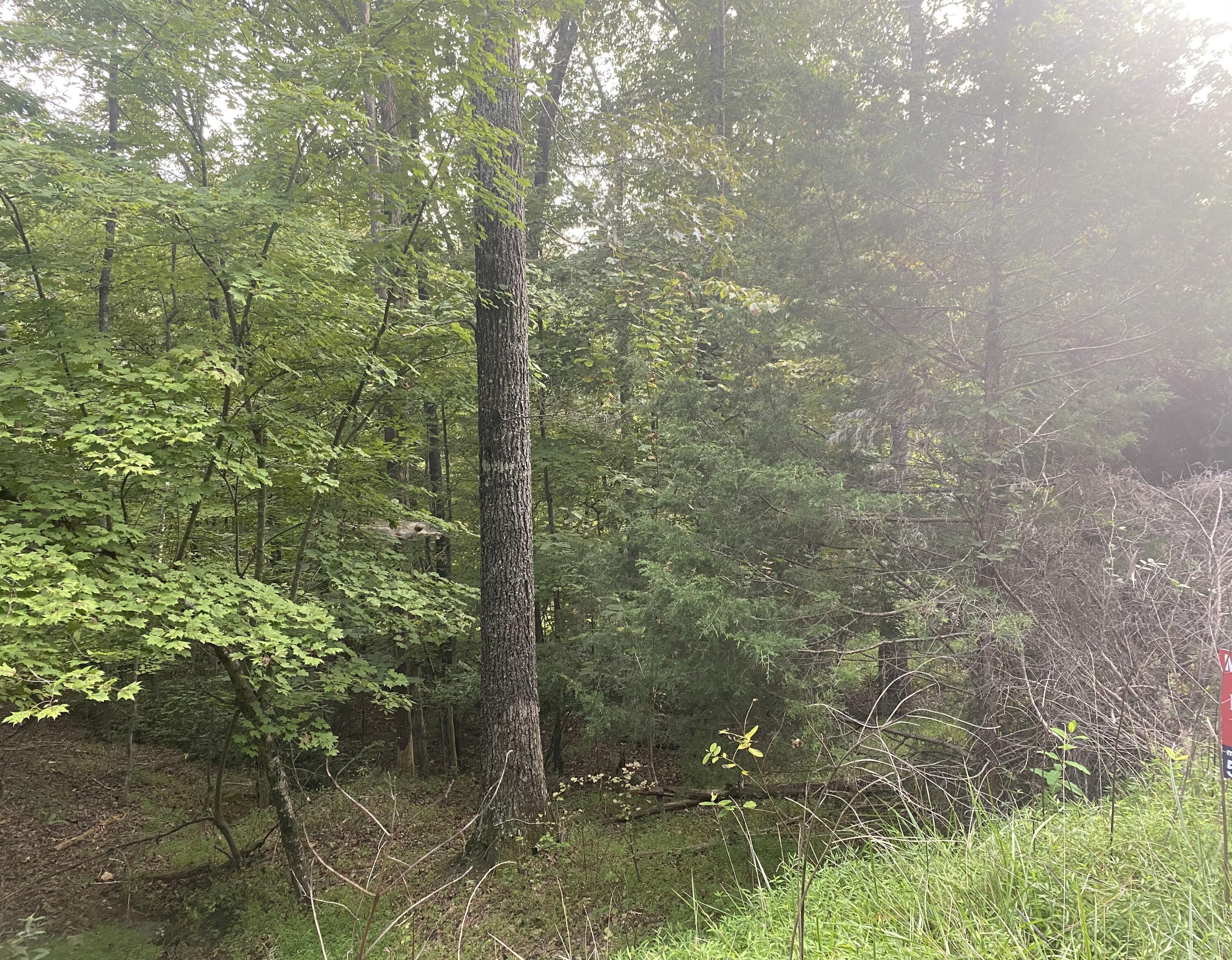 Lot 3 Cedar Bluff Ln, Hardy, Virginia image 3