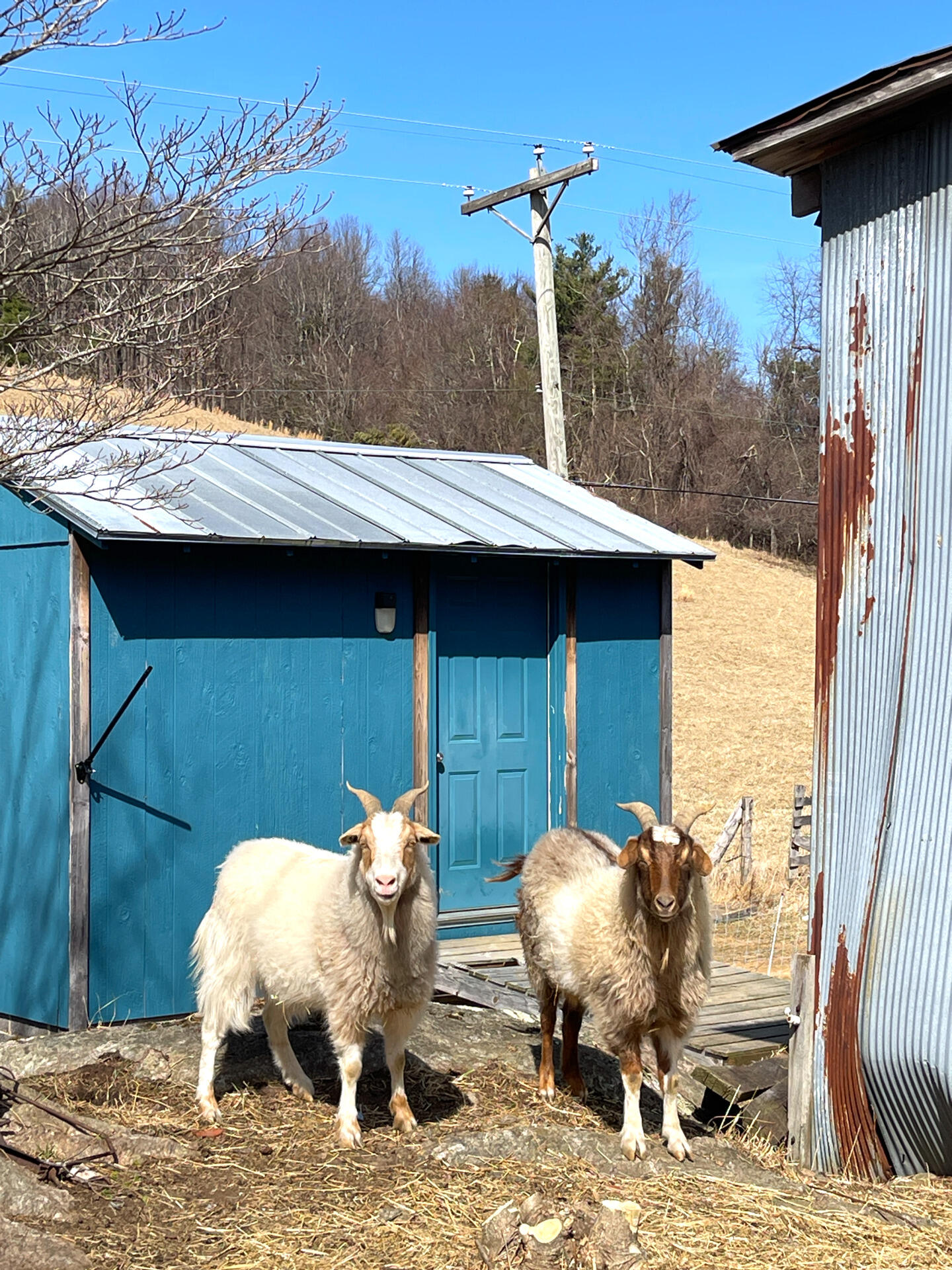 10610 Slings Gap Rd, Bent Mountain, Virginia image 39
