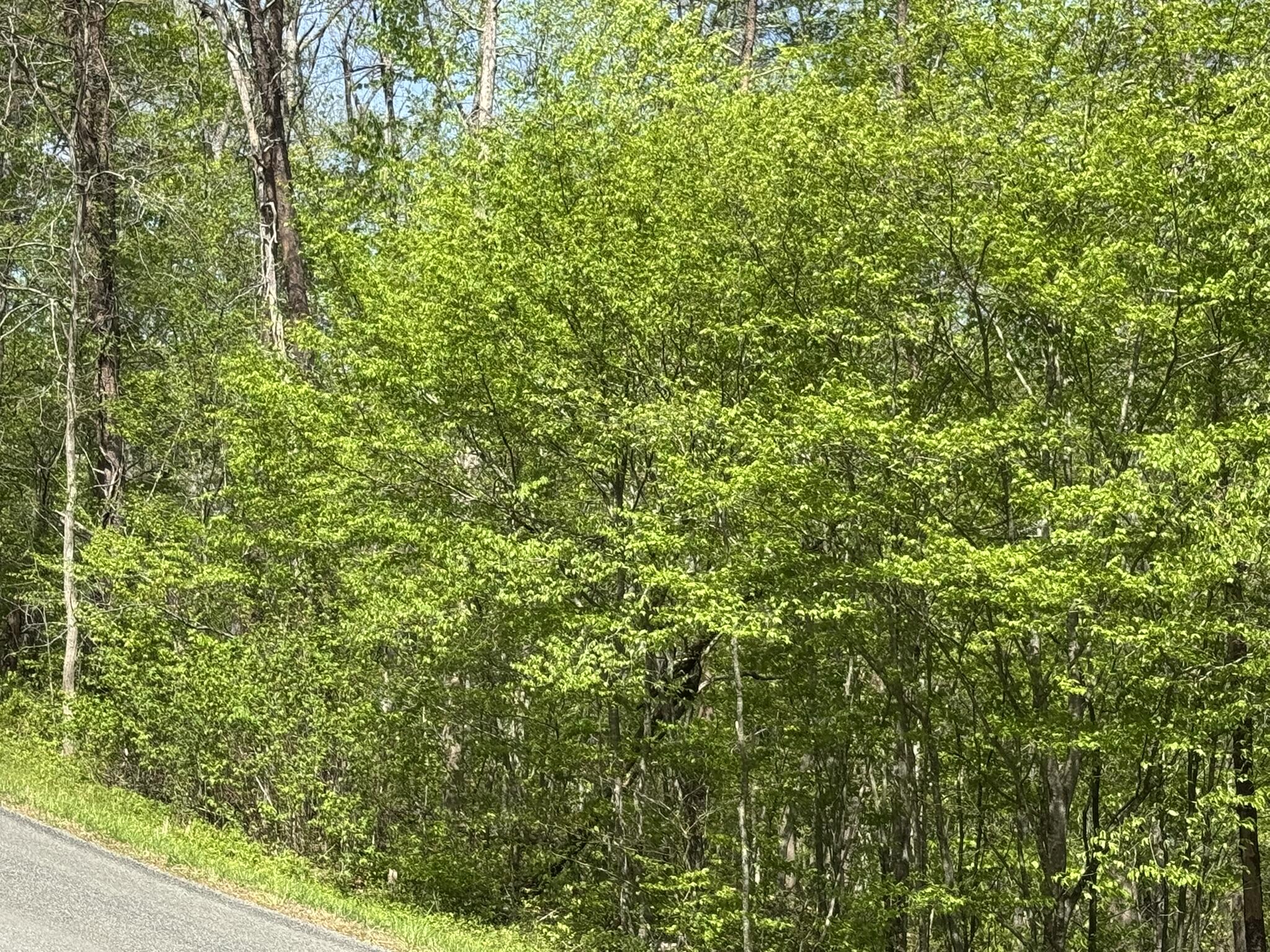 00 Dry Hill Rd, Ferrum, Virginia image 6
