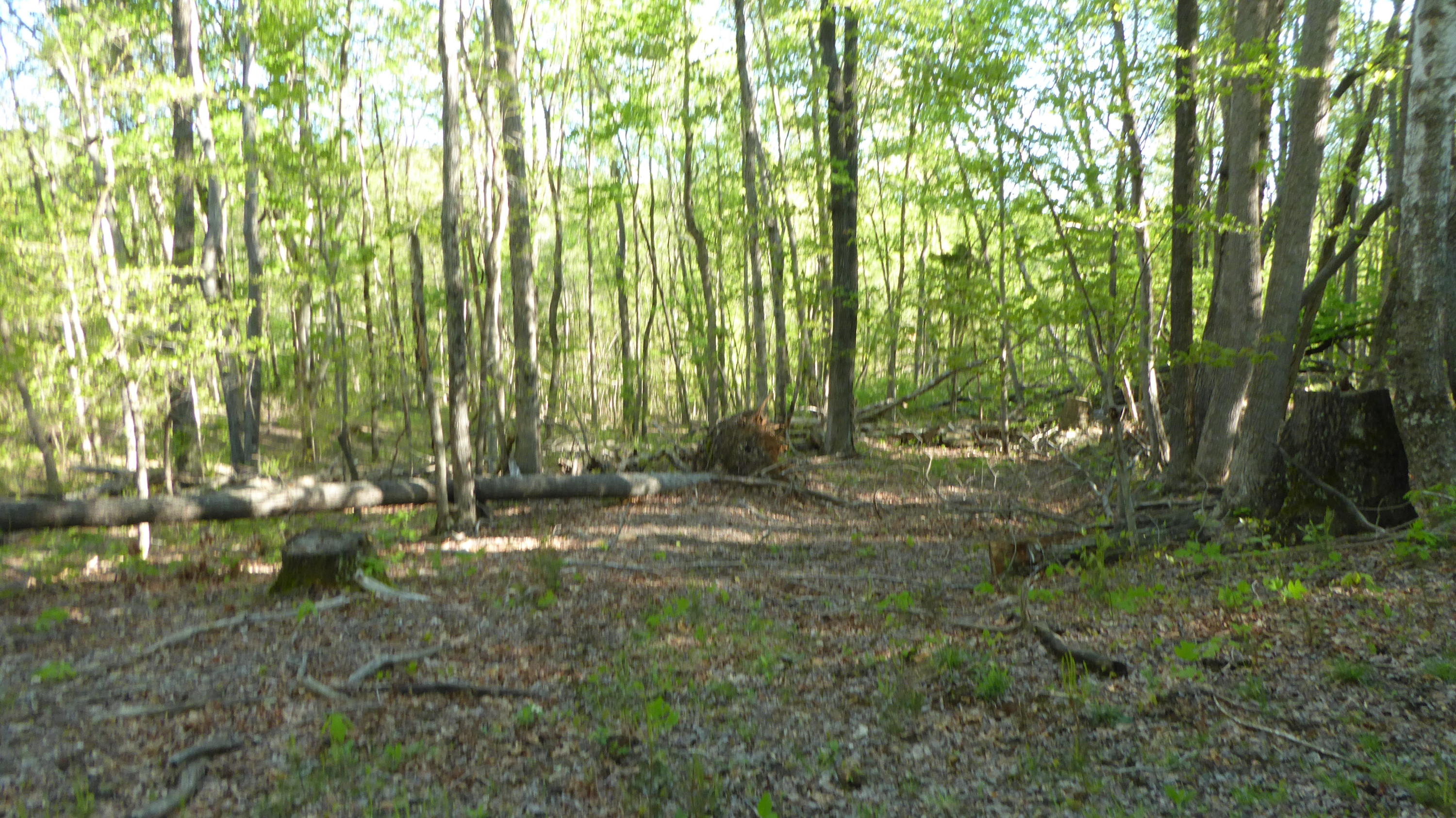 TRACT 1 Dusty Ln, Martinsville, Virginia image 3