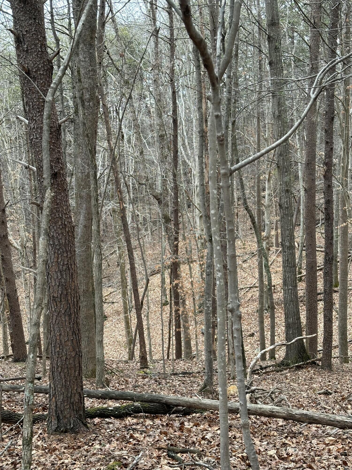 Stonewall Jackson Trl, Martinsville, Virginia image 7