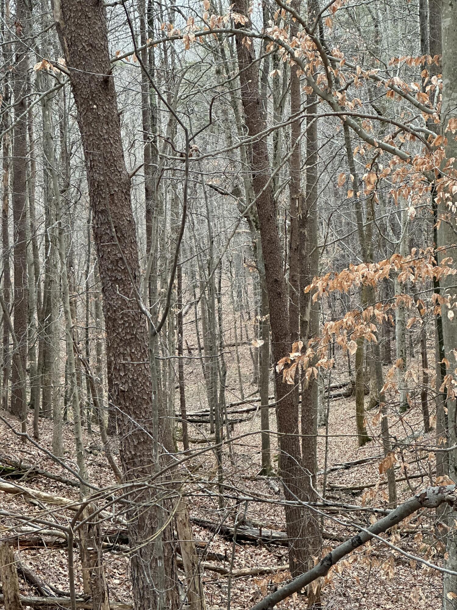 Stonewall Jackson Trl, Martinsville, Virginia image 8