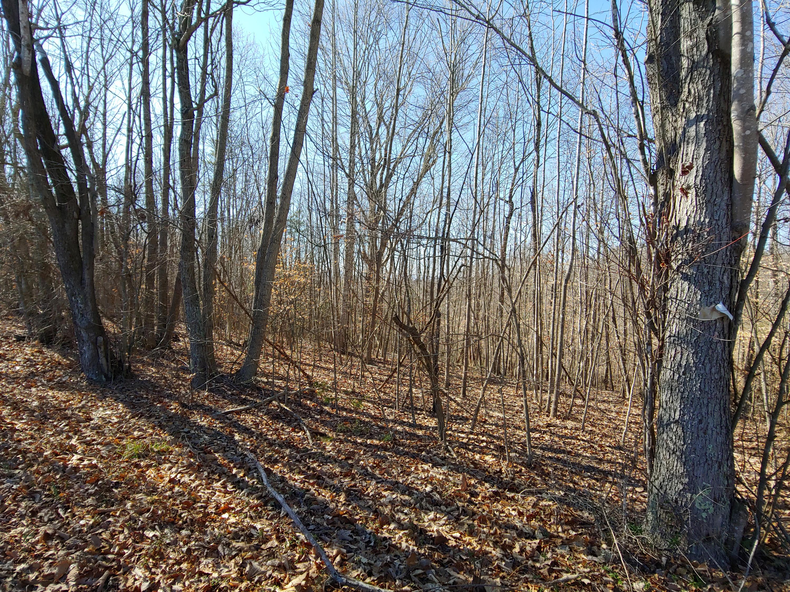 Horseshoe Bend Rd, Goodview, Virginia image 4