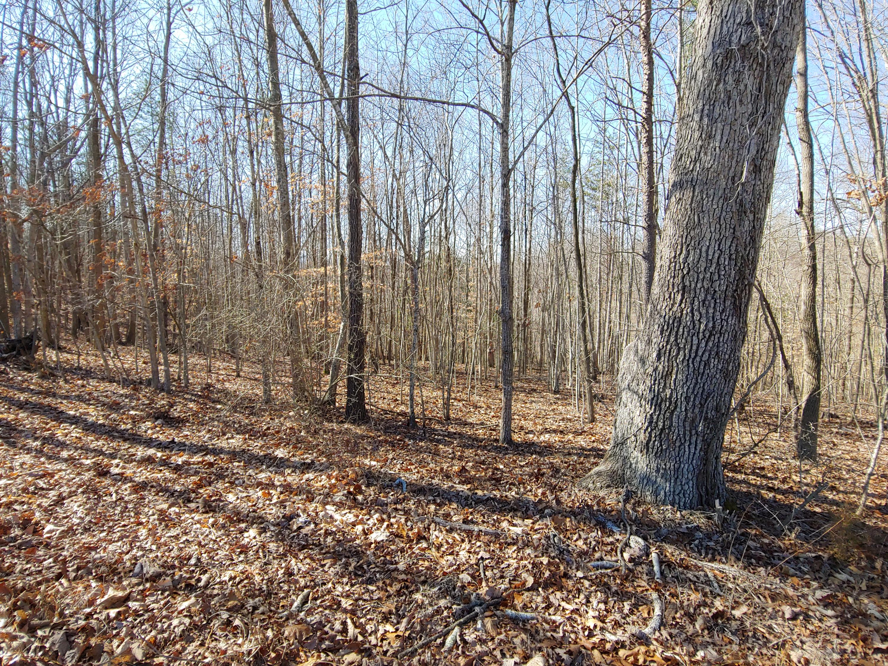 Horseshoe Bend Rd, Goodview, Virginia image 1
