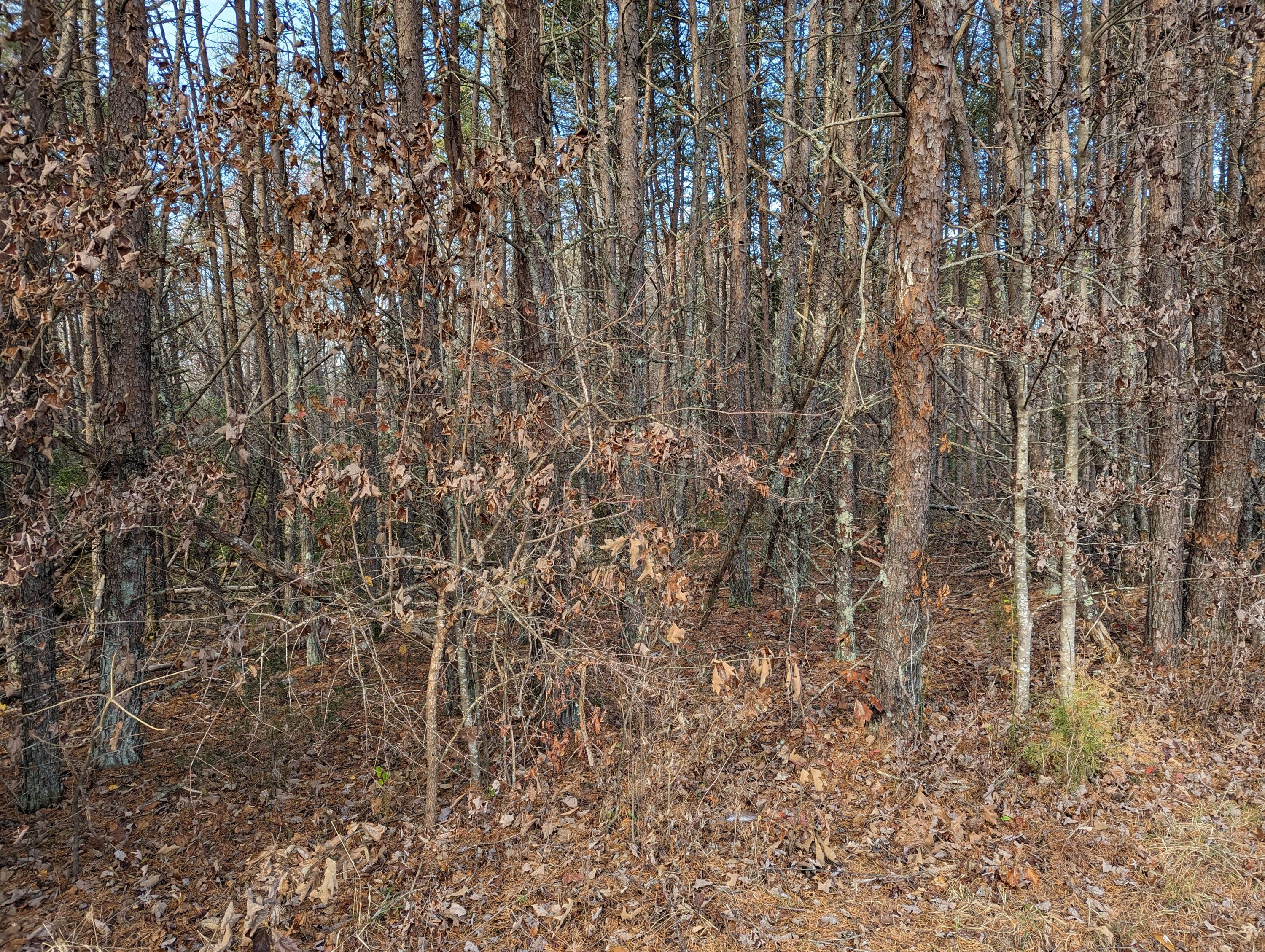 Walker Rd, Penhook, Virginia image 8