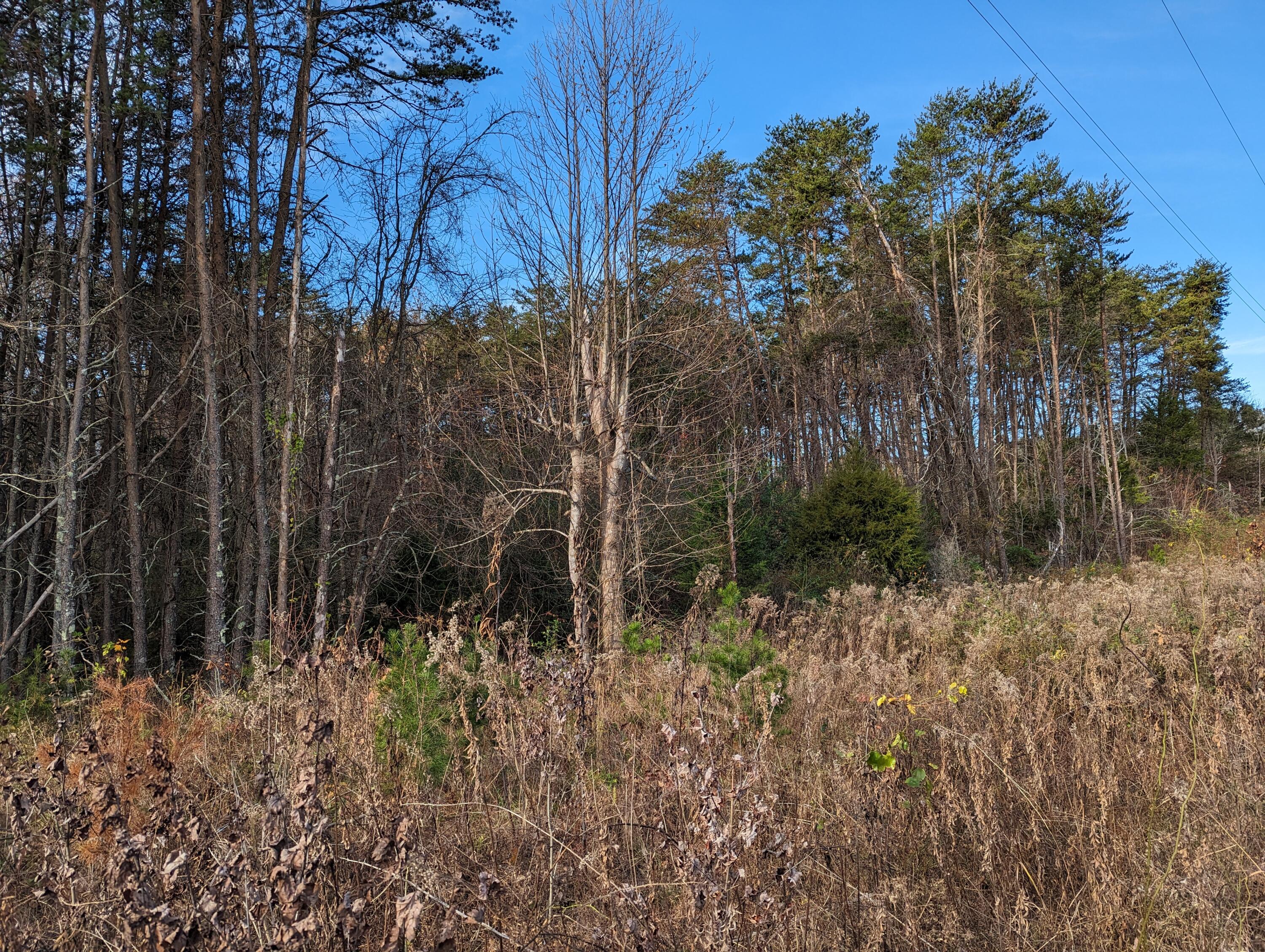 Walker Rd, Penhook, Virginia image 6