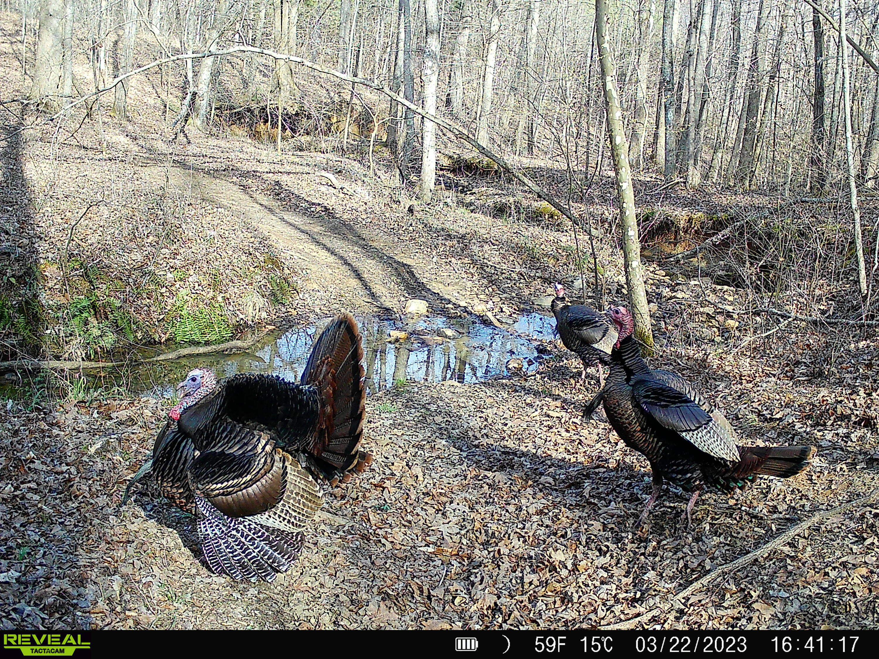 00 Rock Cliff Rd, Bedford, Virginia image 15