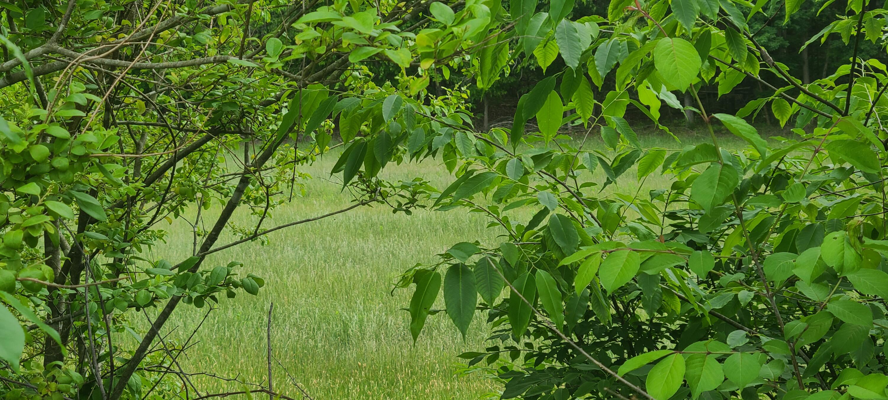Lot 8 Edwardsville Rd, Hardy, Ohio image 7