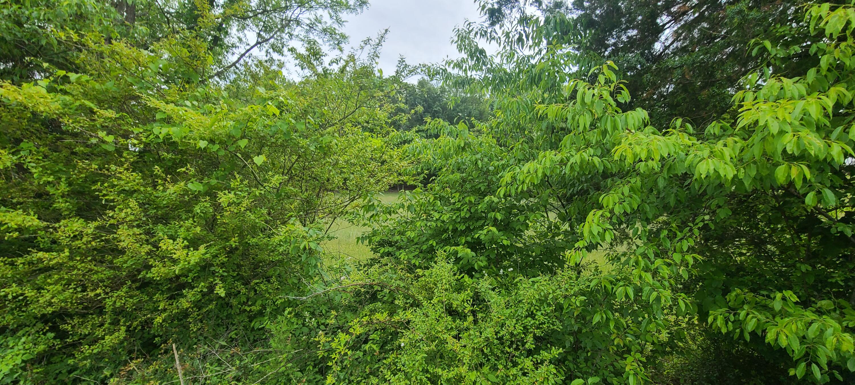 Lot 8 Edwardsville Rd, Hardy, Ohio image 6