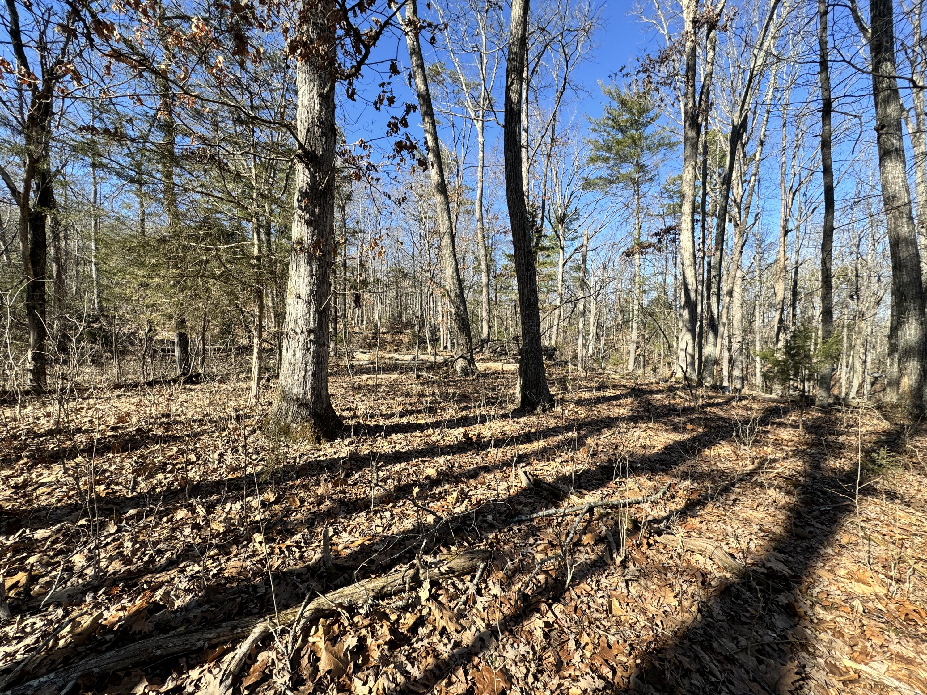 Timber Ridge, Buchanan, Virginia image 2