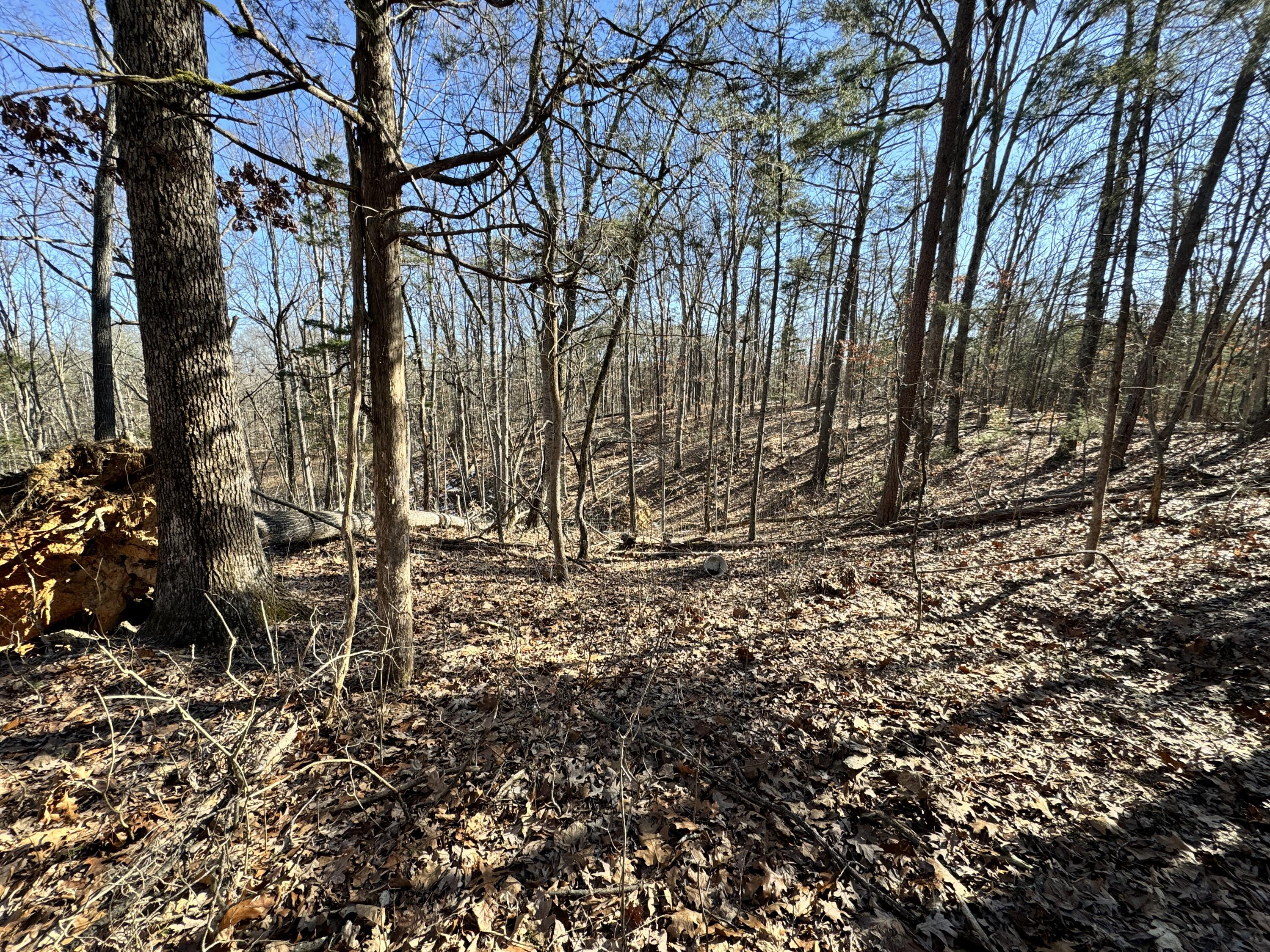 Timber Ridge, Buchanan, Virginia image 4