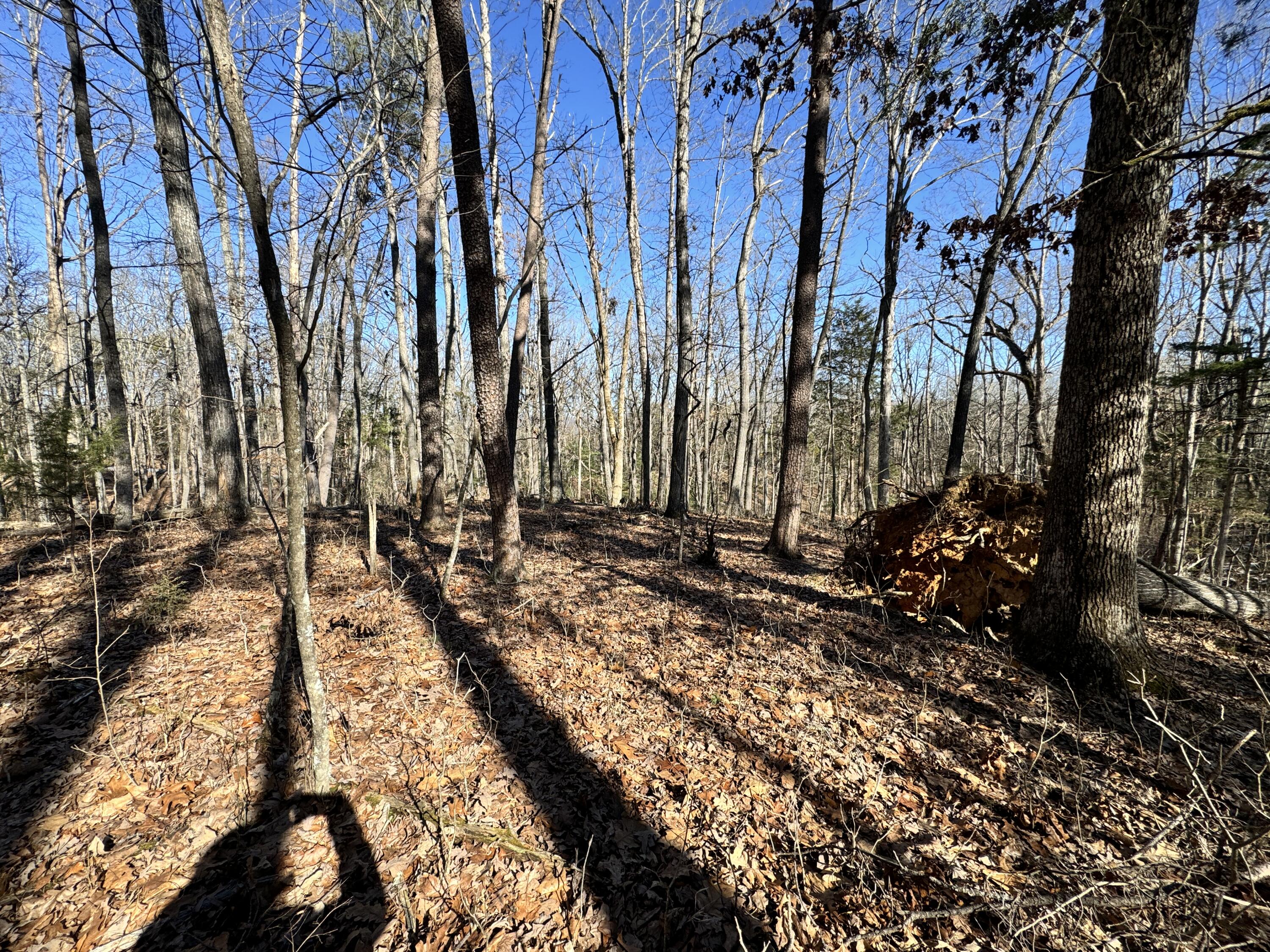 Timber Ridge, Buchanan, Virginia image 3