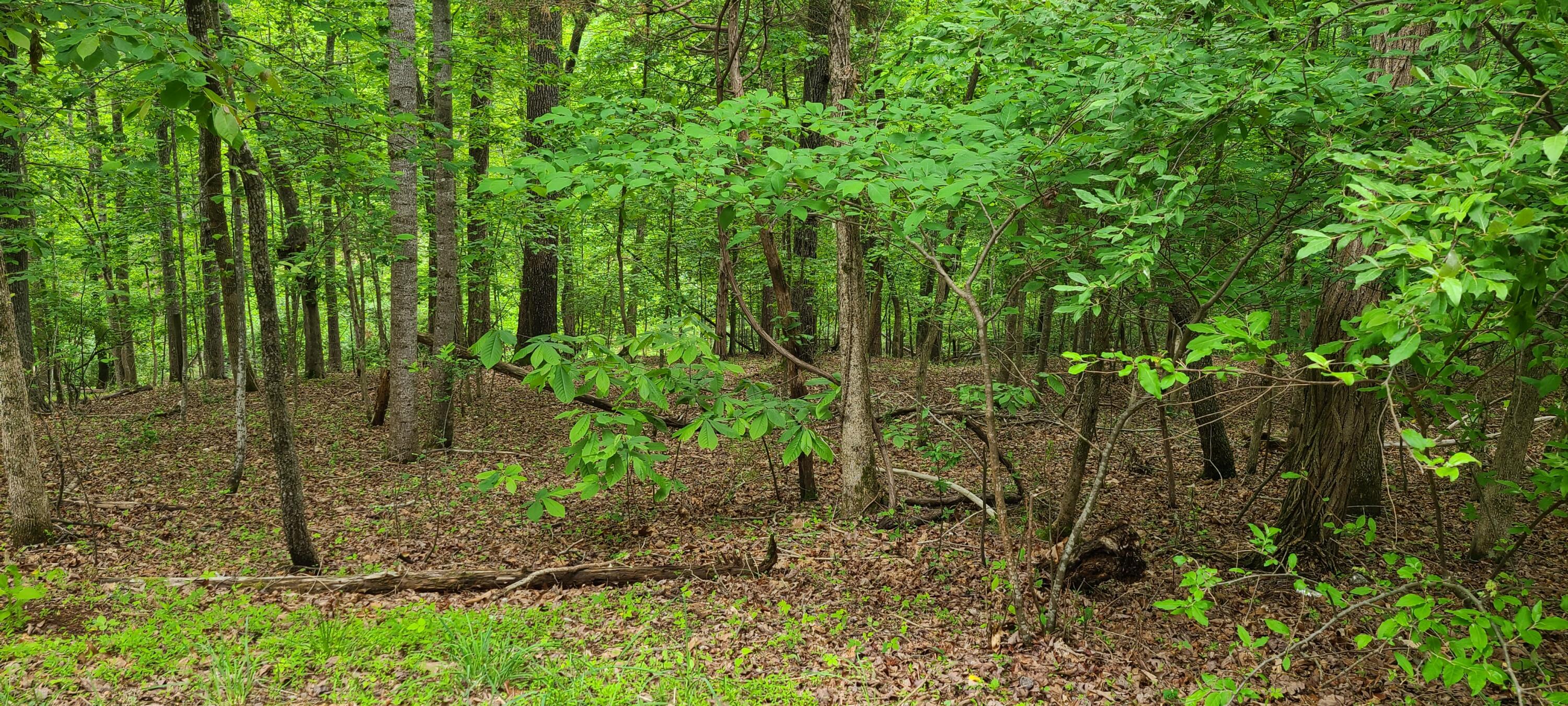 Lot 54 Old Barn Rd, Moneta, Virginia image 3