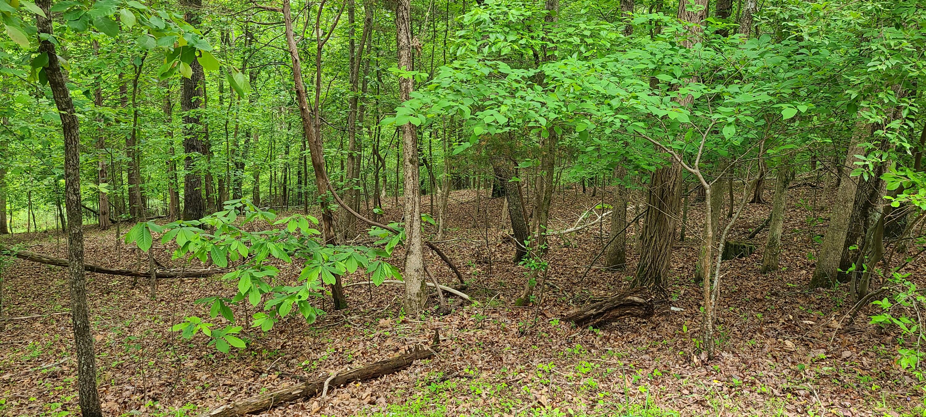 Lot 54 Old Barn Rd, Moneta, Virginia image 2