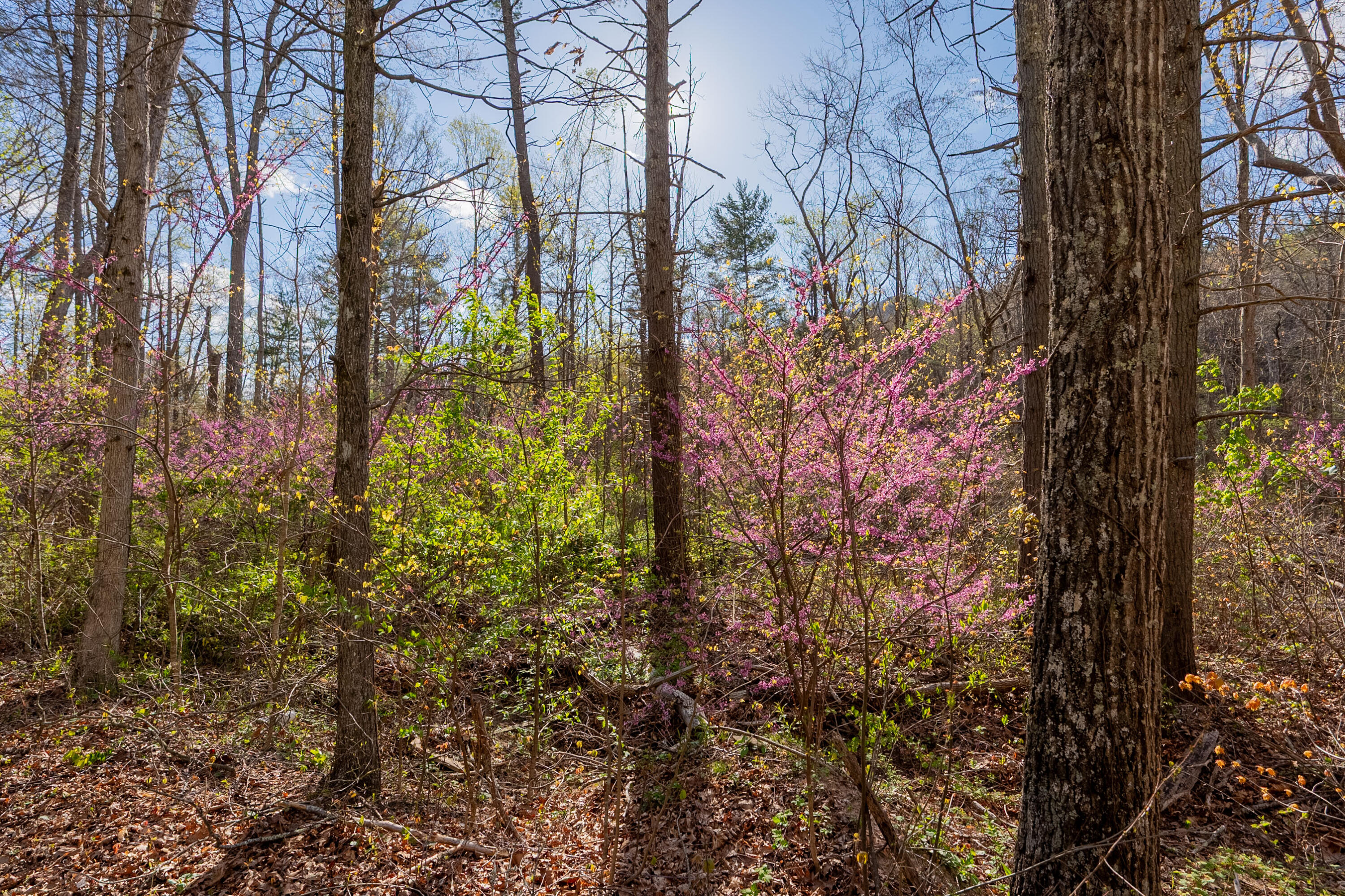 6071 Bradshaw Rd, Salem, Virginia image 33