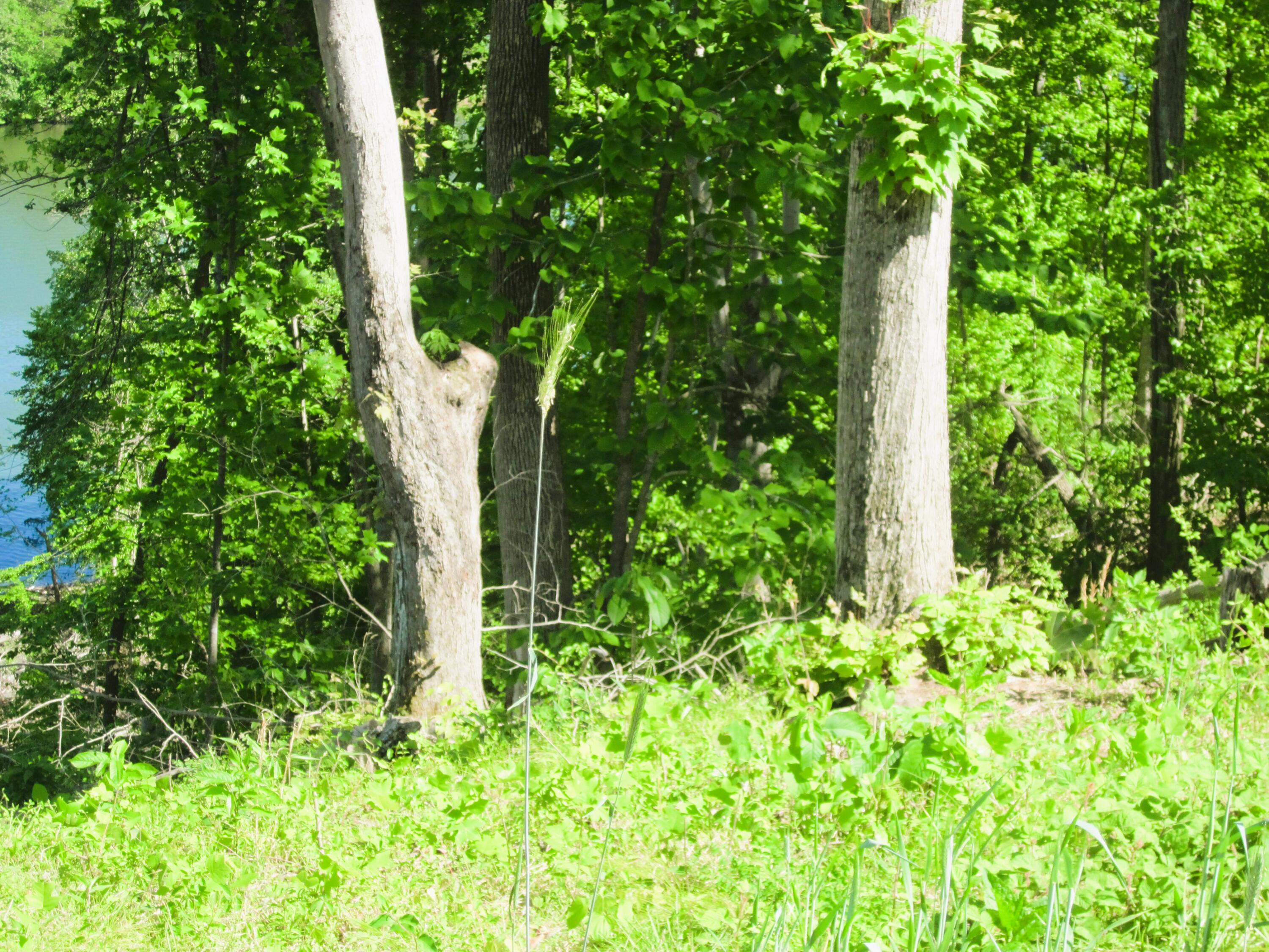 LOT 70 Washburn Ct, Hardy, Virginia image 22
