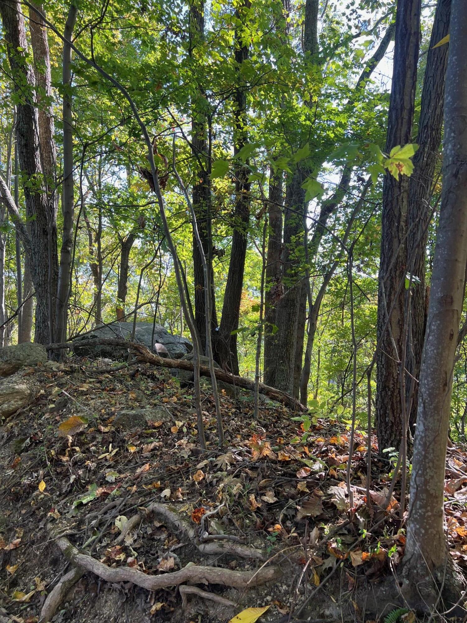 4061 Taylor Mountain Rd, Thaxton, Virginia image 11