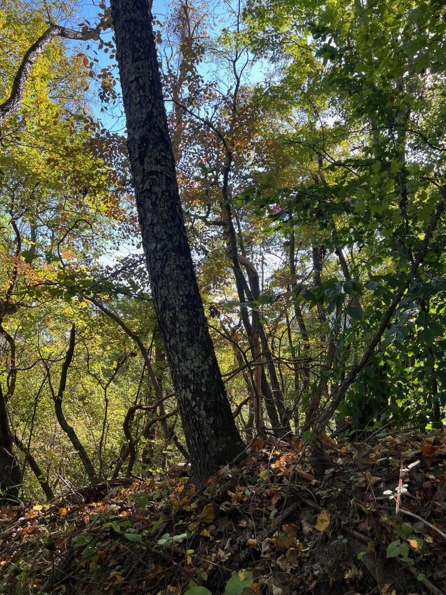 4061 Taylor Mountain Rd, Thaxton, Virginia image 9