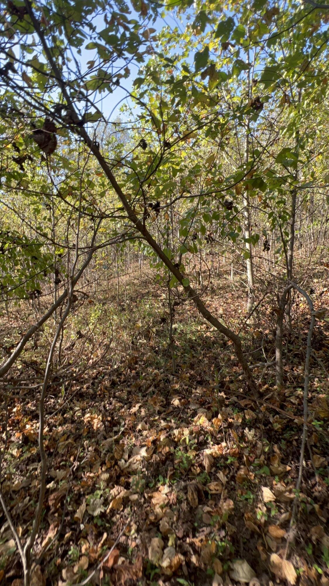 4061 Taylor Mountain Rd, Thaxton, Virginia image 12
