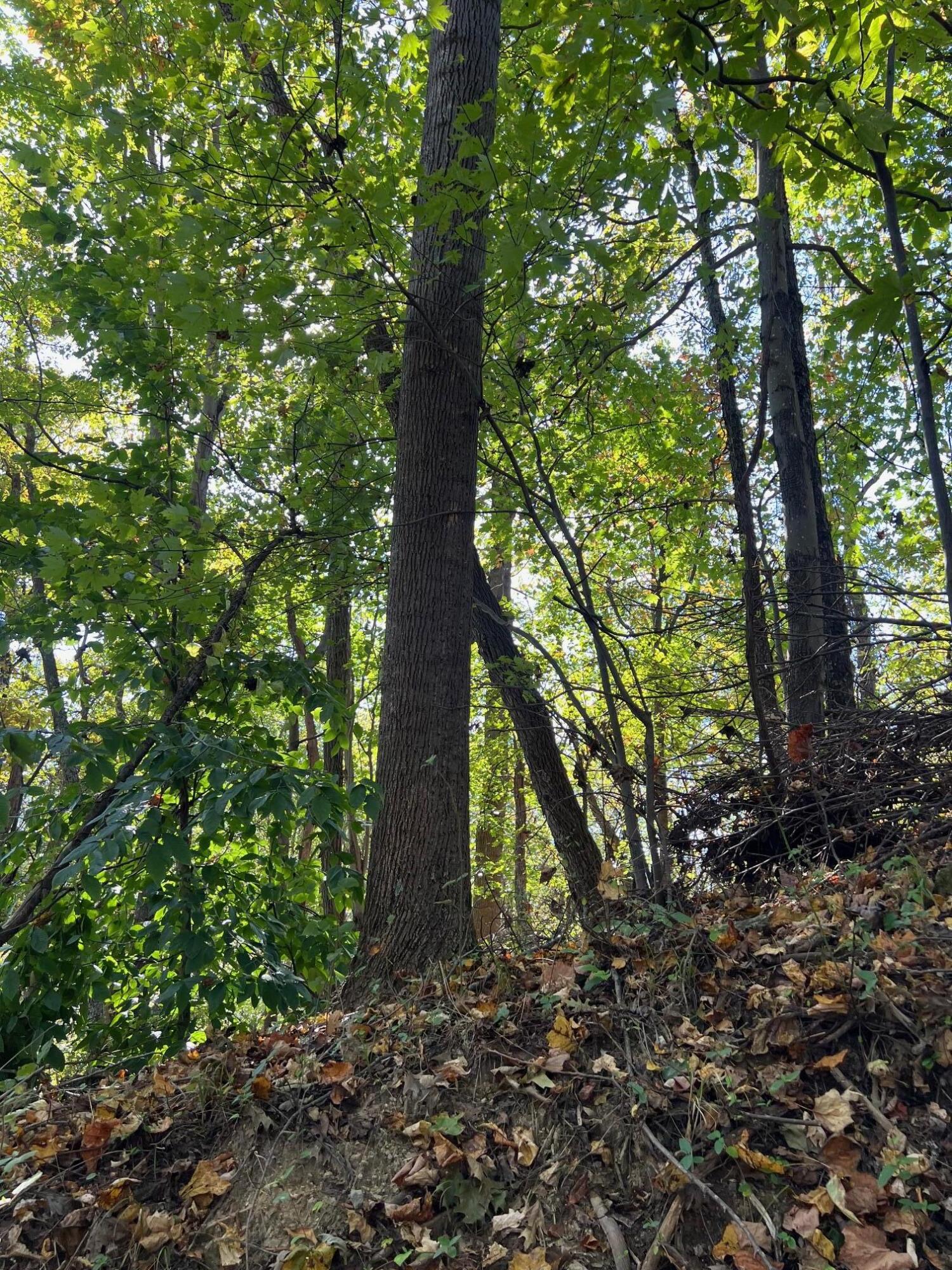 4061 Taylor Mountain Rd, Thaxton, Virginia image 10