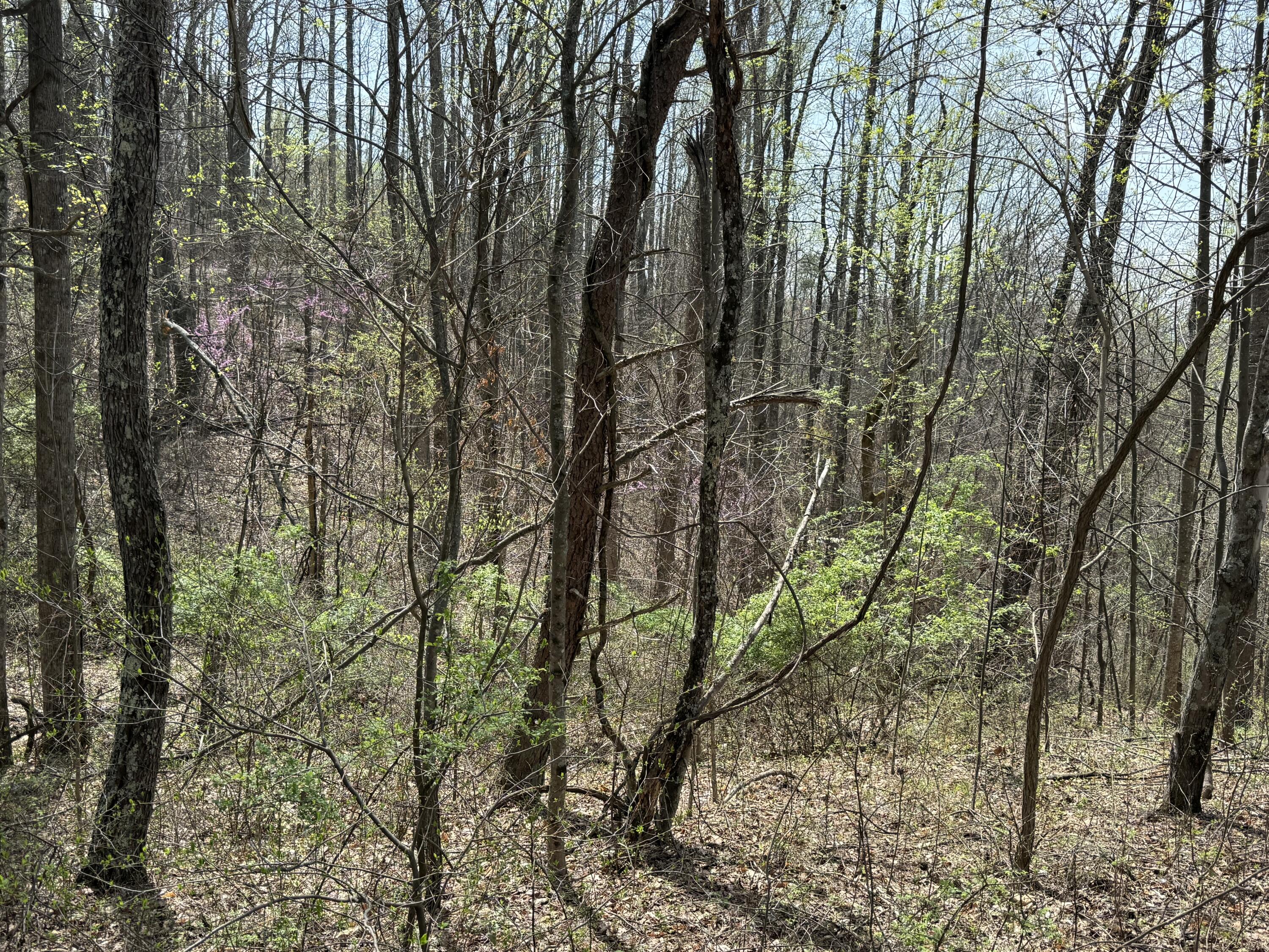 Lot 2 Murray Hollow Rd, Thaxton, Virginia image 9