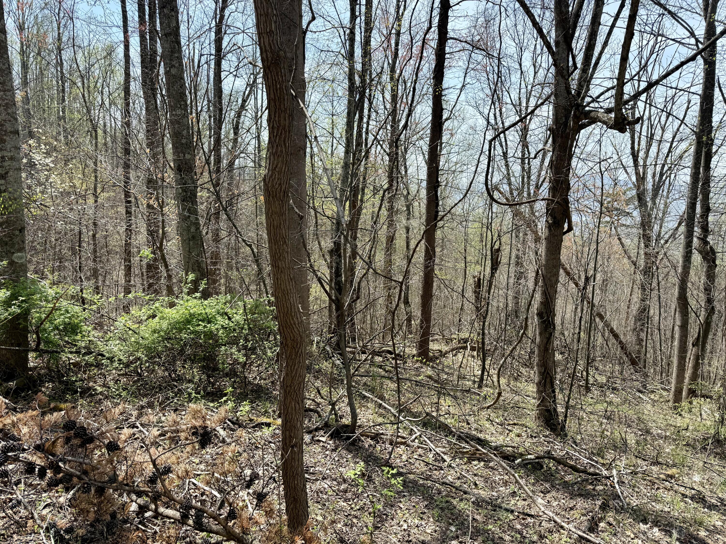 Lot 2 Murray Hollow Rd, Thaxton, Virginia image 4